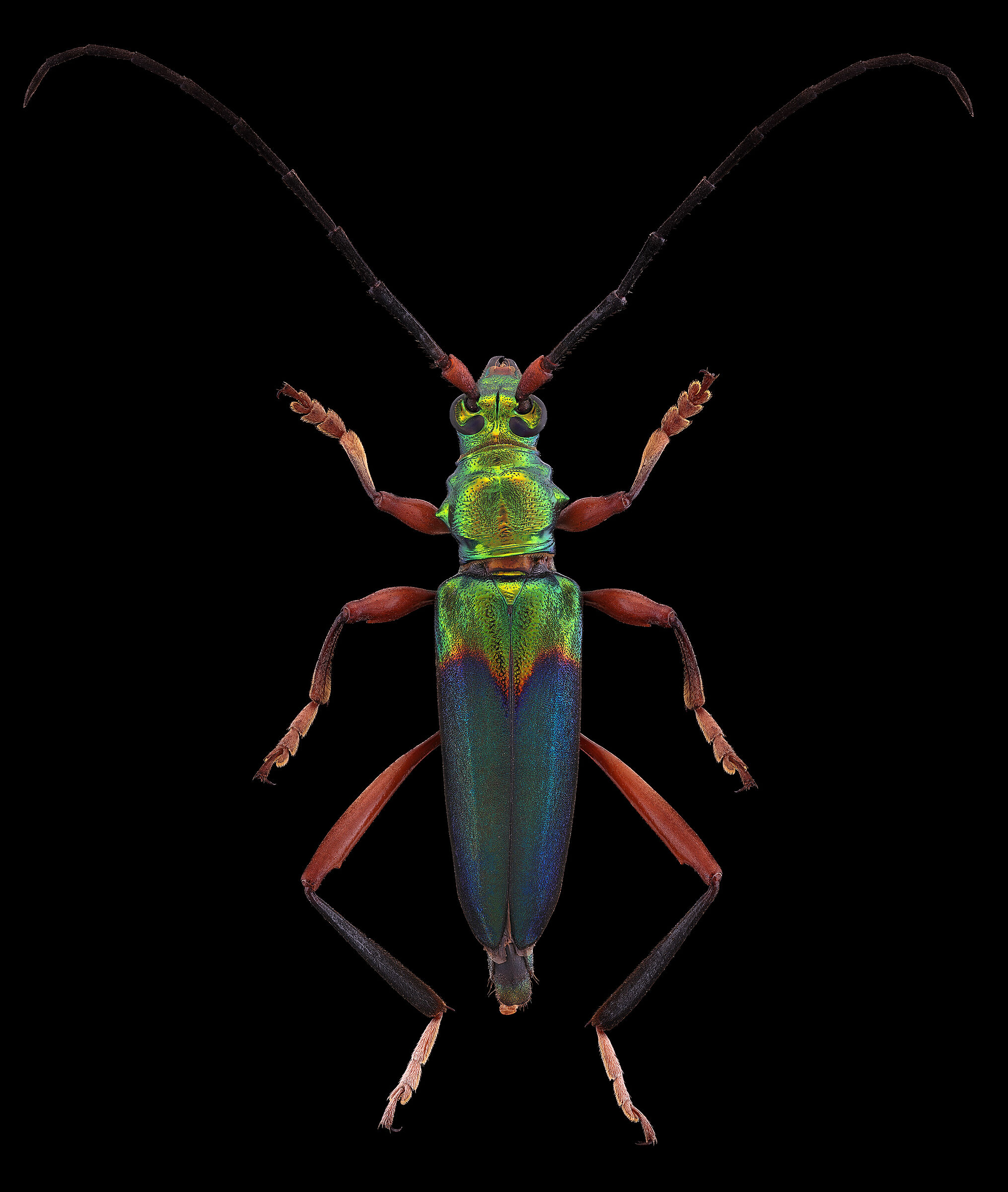 Festivum philematium