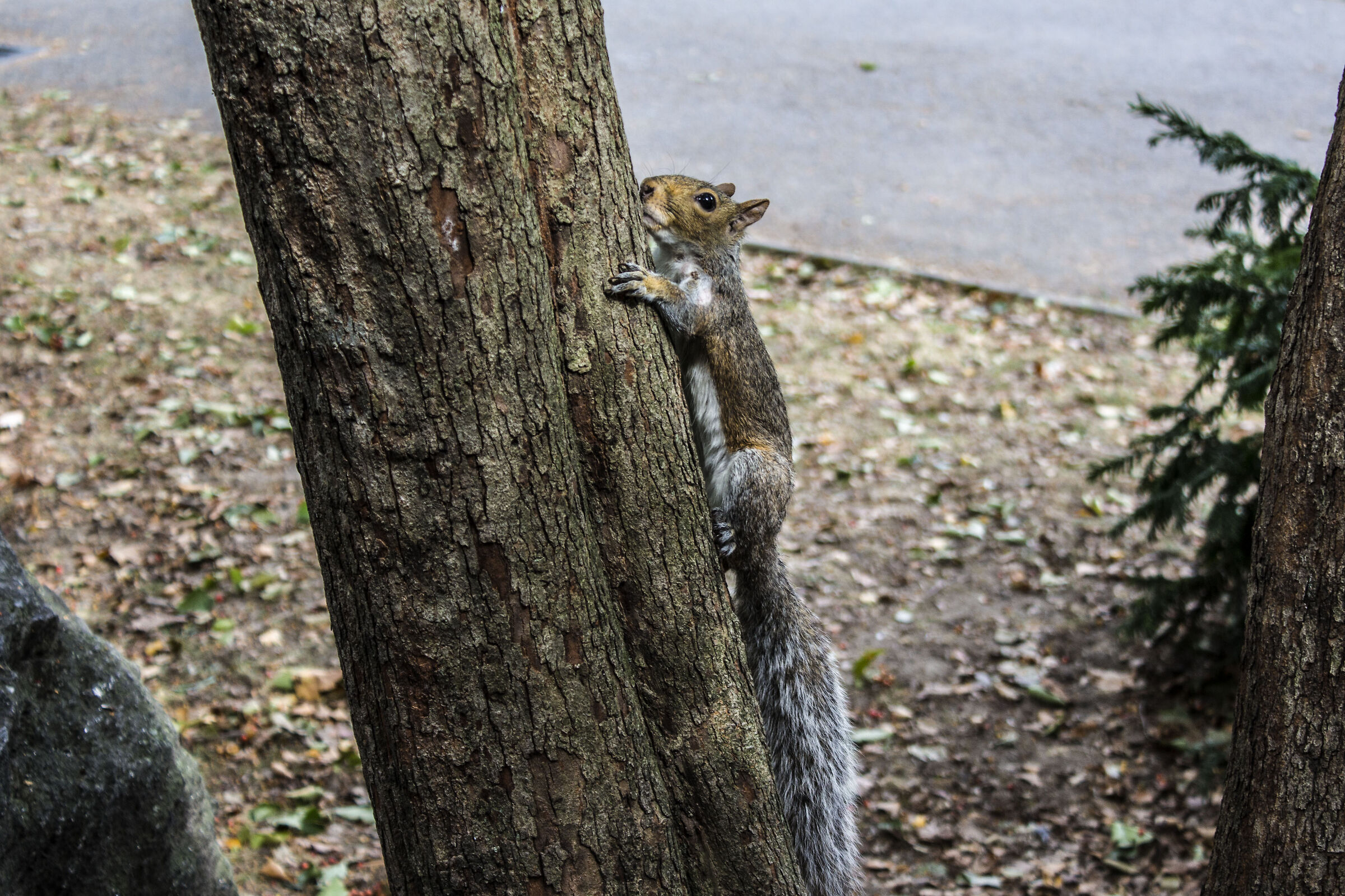 Scoiattolo di Central Park