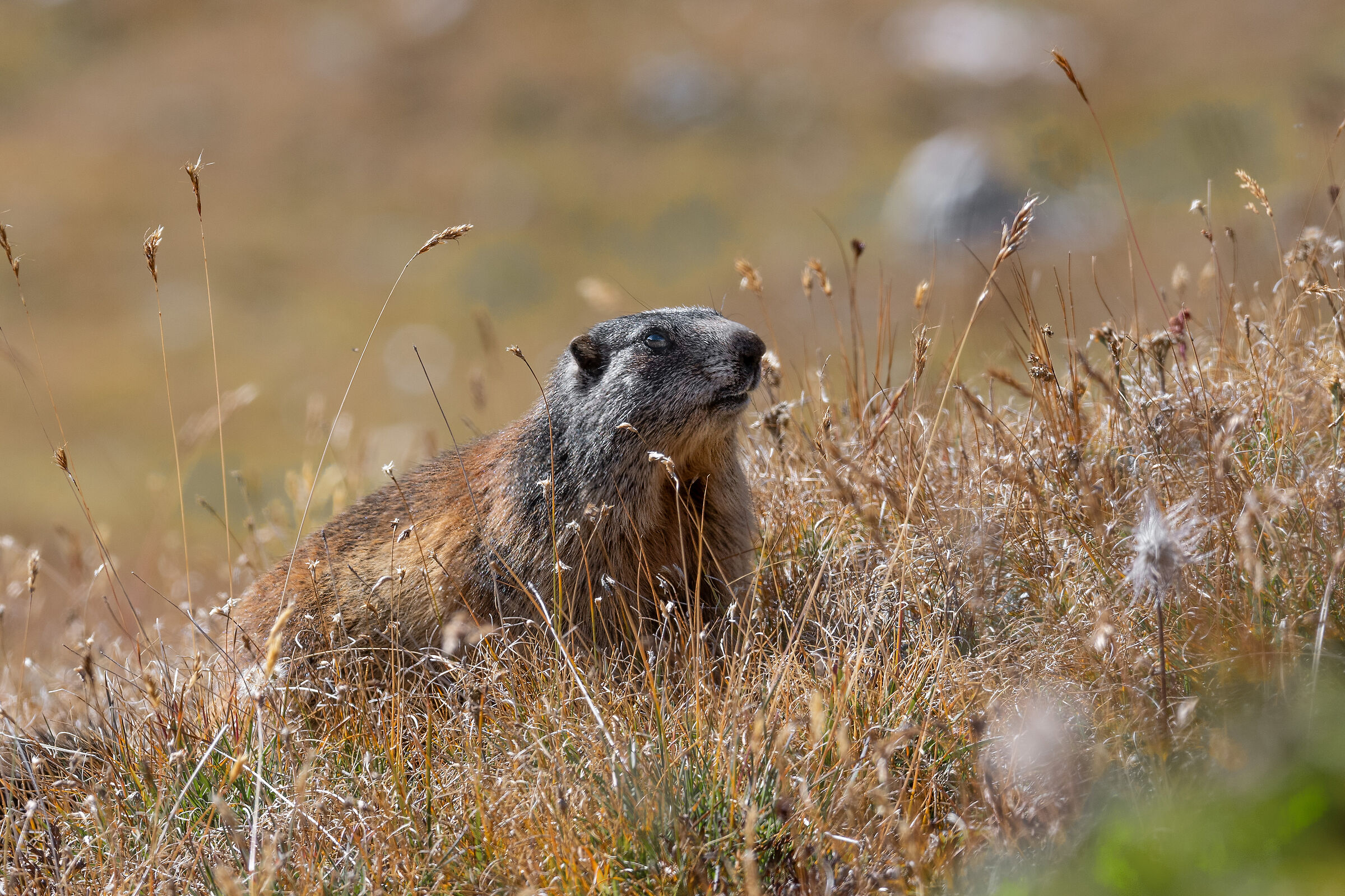 tra pochi giorni il letargo