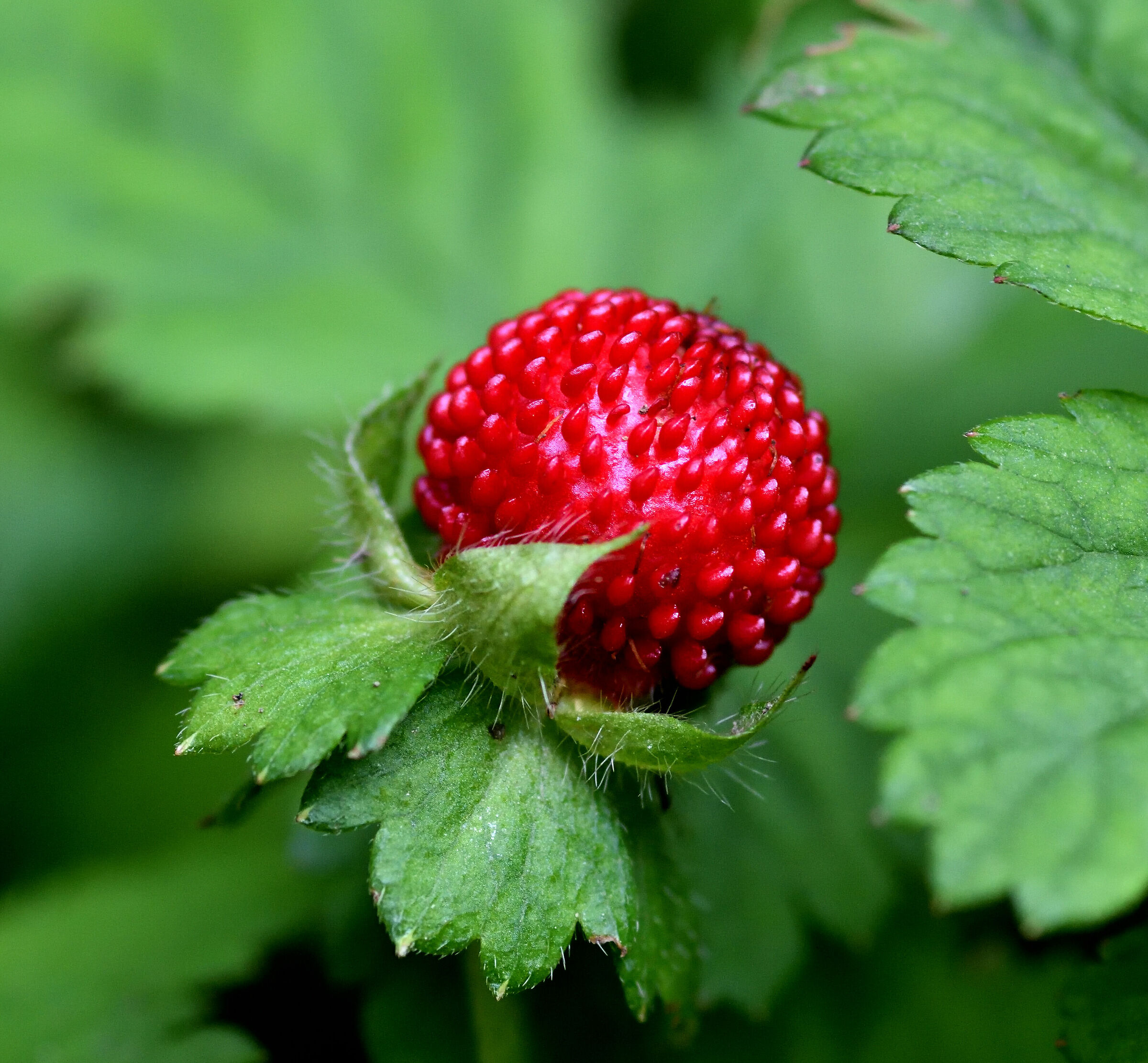 Potentilla 2
