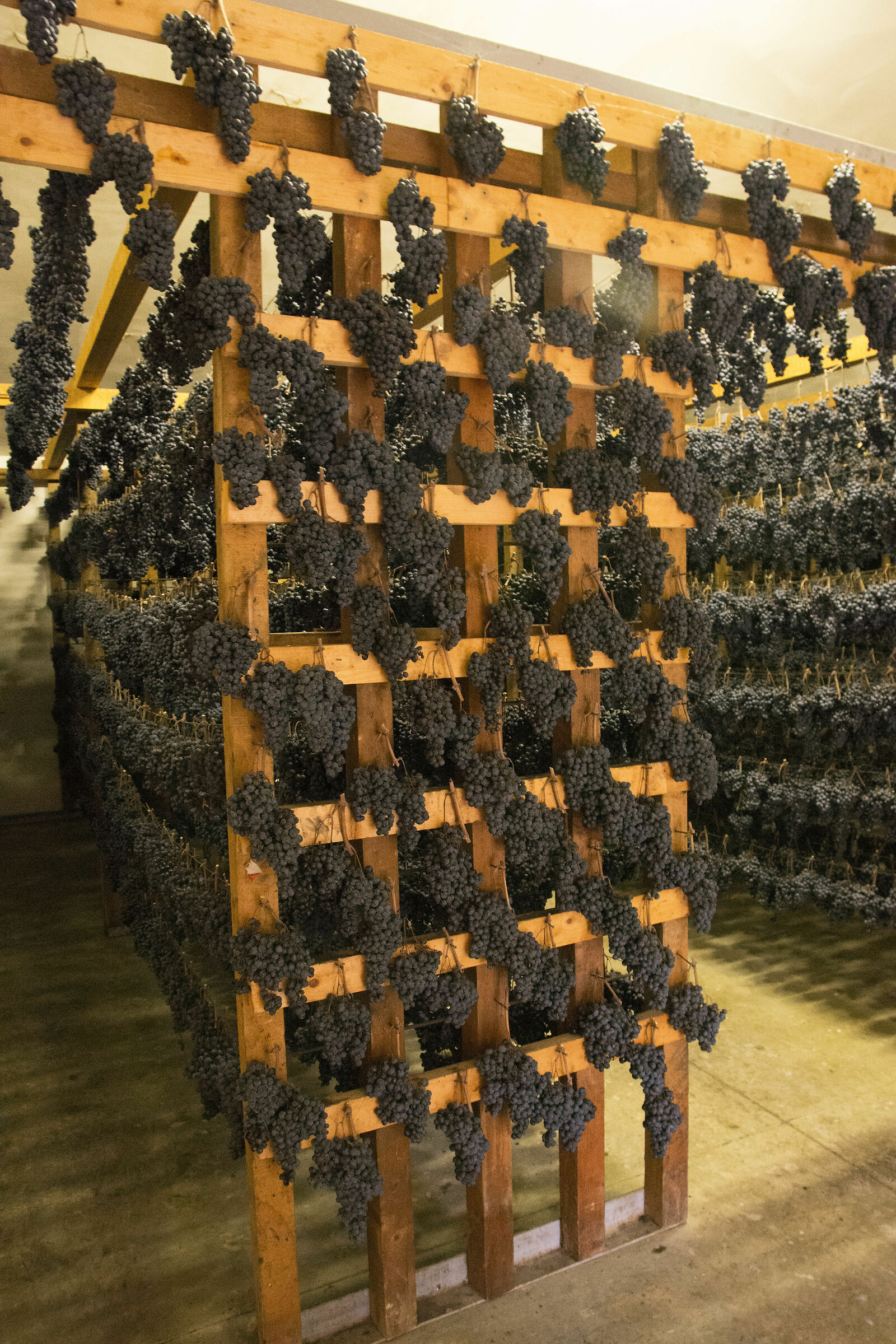 grapes Vernaccia waiting to become great wine