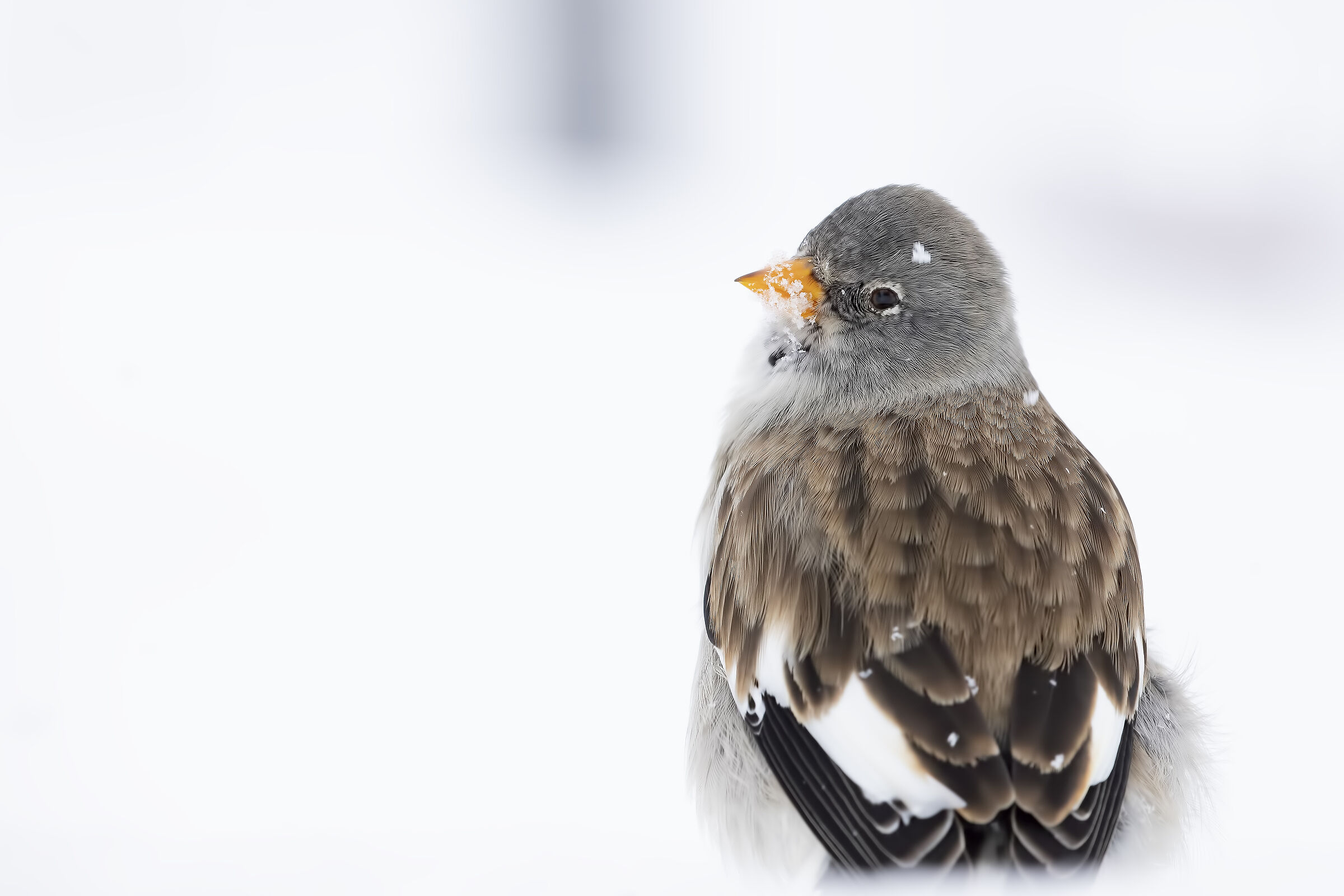 Under a light snowfall...