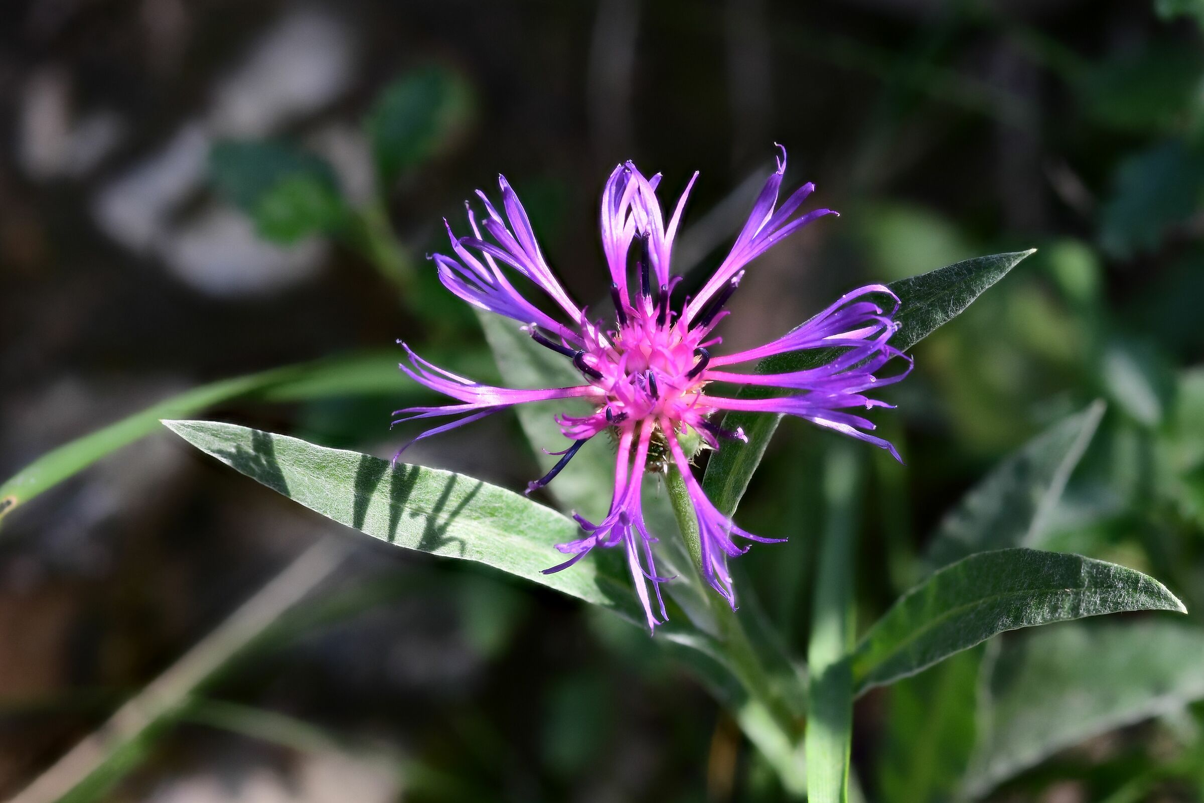 Centaurea Mountain