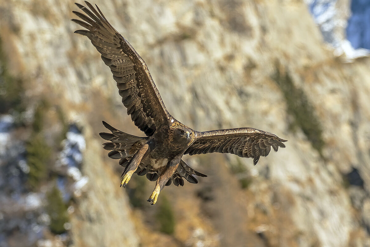 golden eagle -Italian Alps-