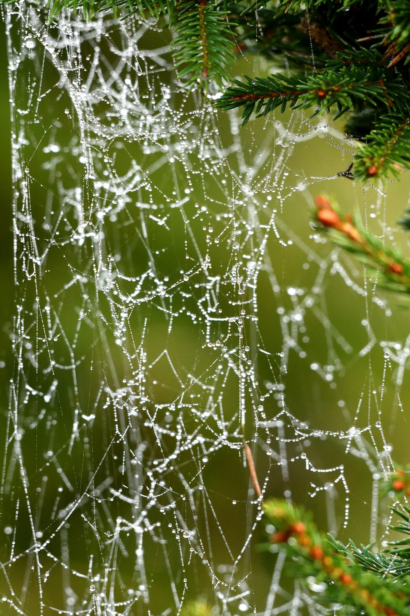 Christmas decorations....