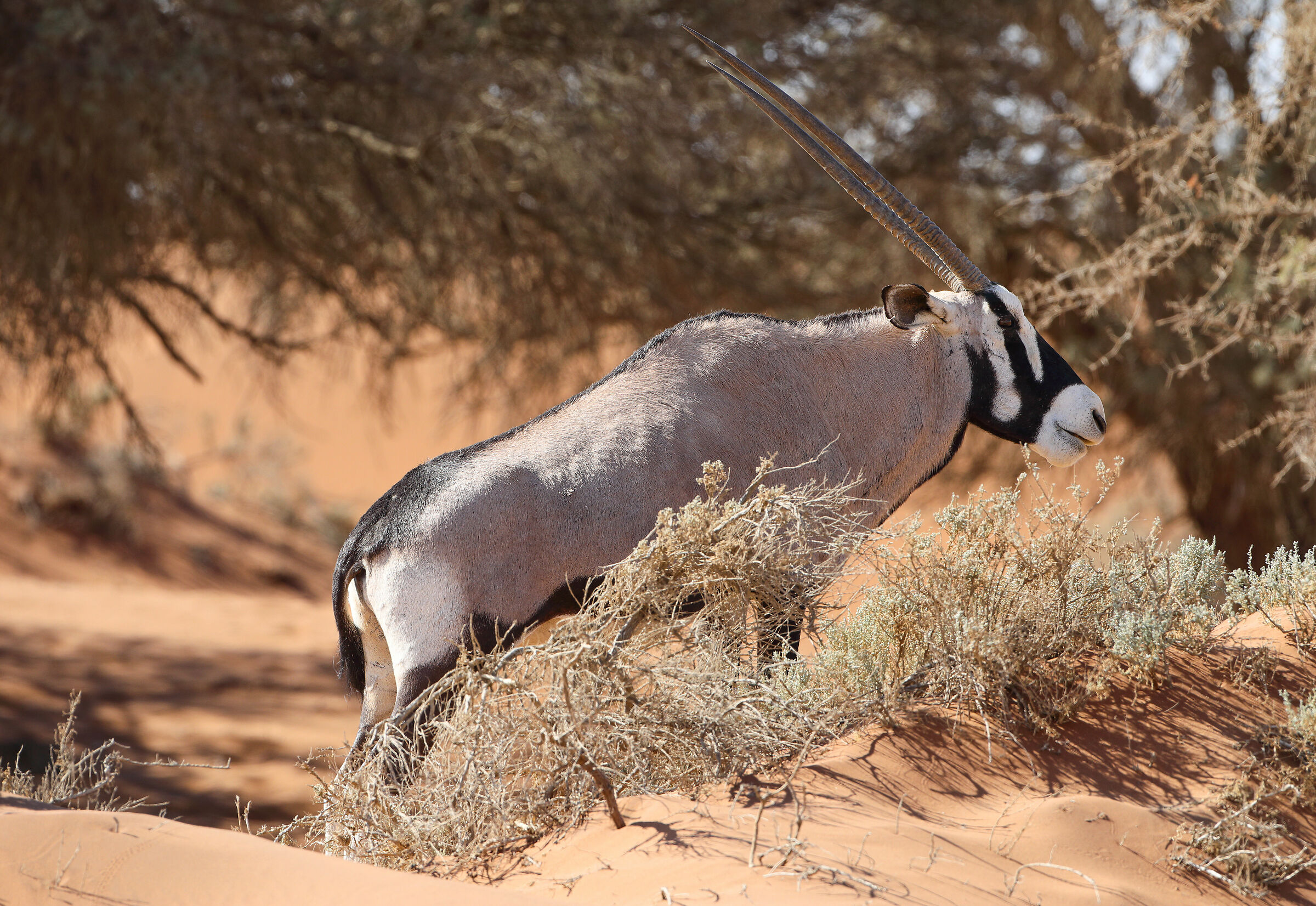 Gemsbok/ Oryx