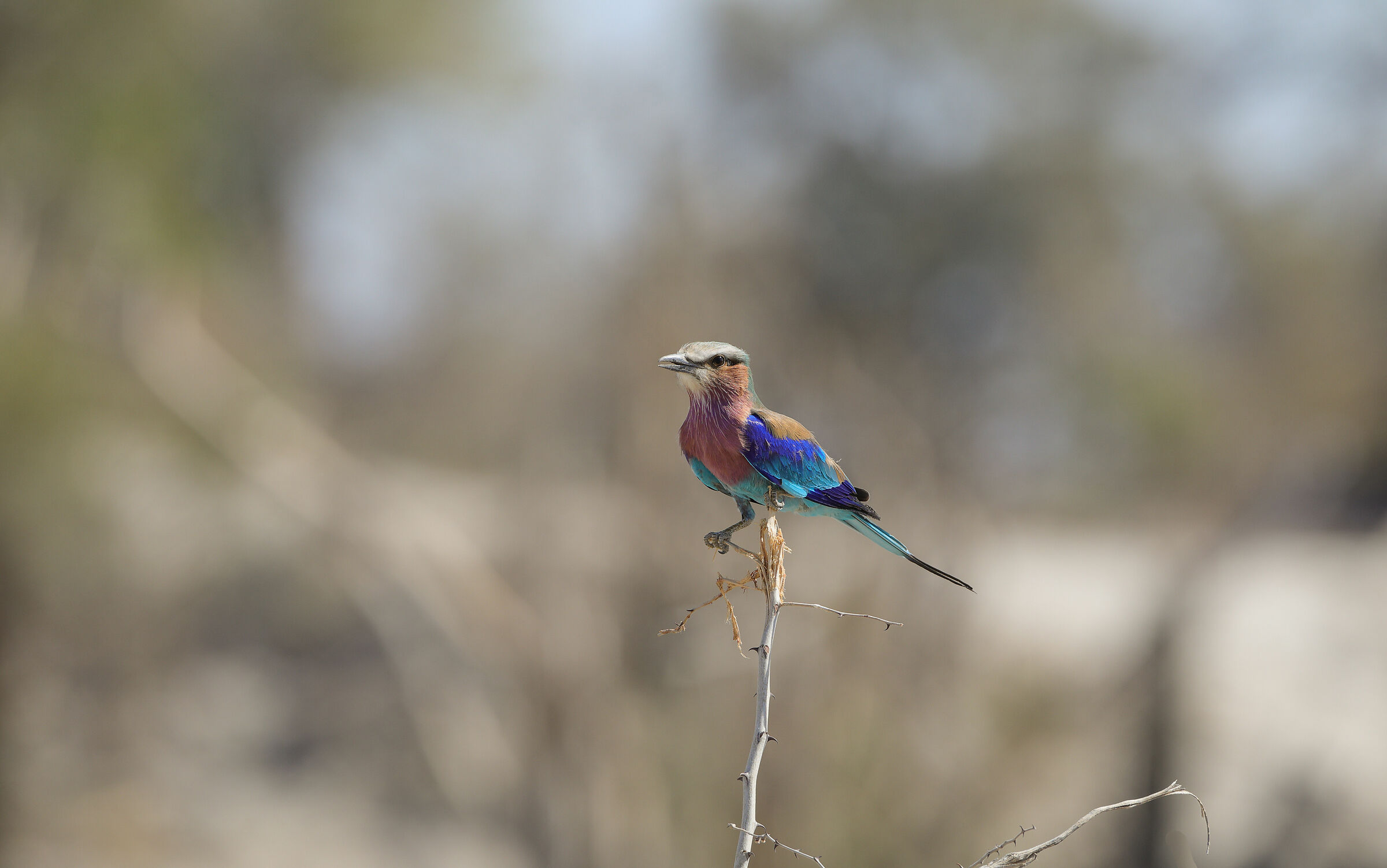 Ghiandaia Pettolilla