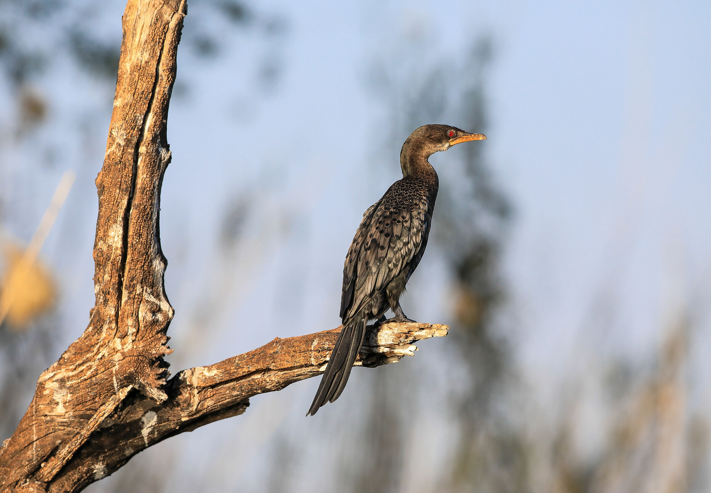 Cormorano Coda Lunga