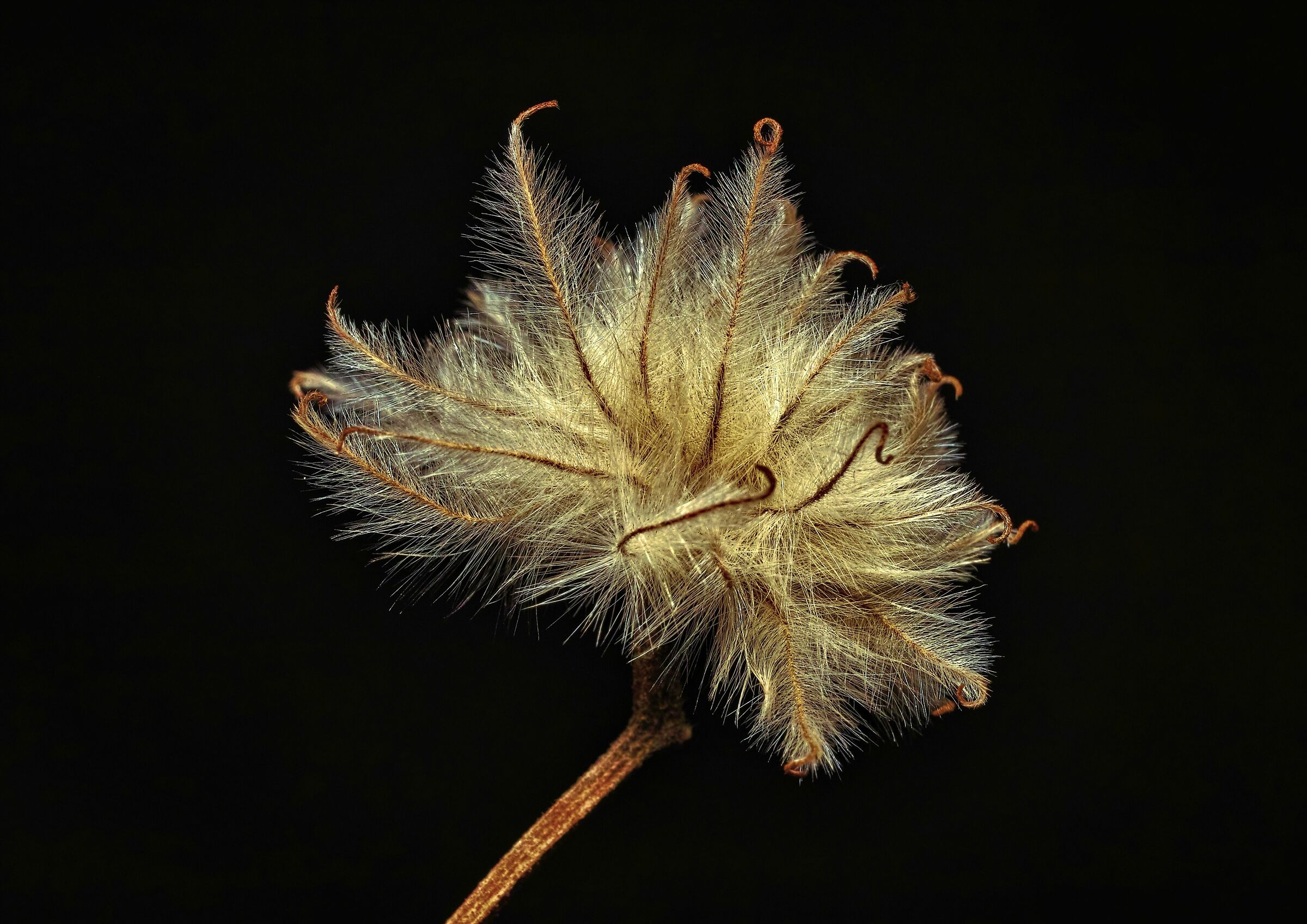 Clematis Paul Farges Summer Snow