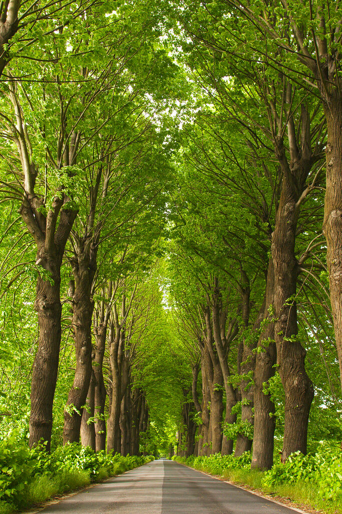 Tree-lined Avenue