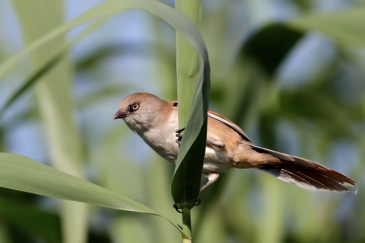femmina di basettino