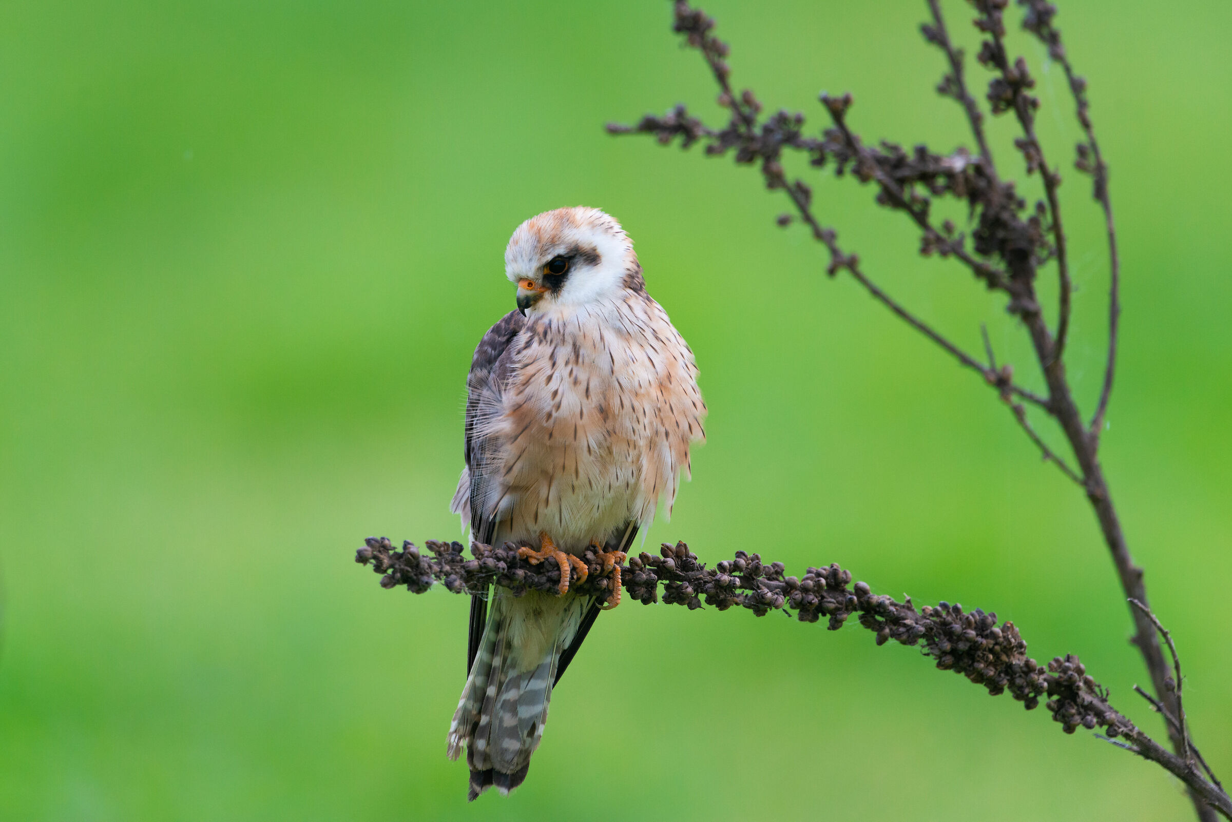 Female Cuckoo Falcon