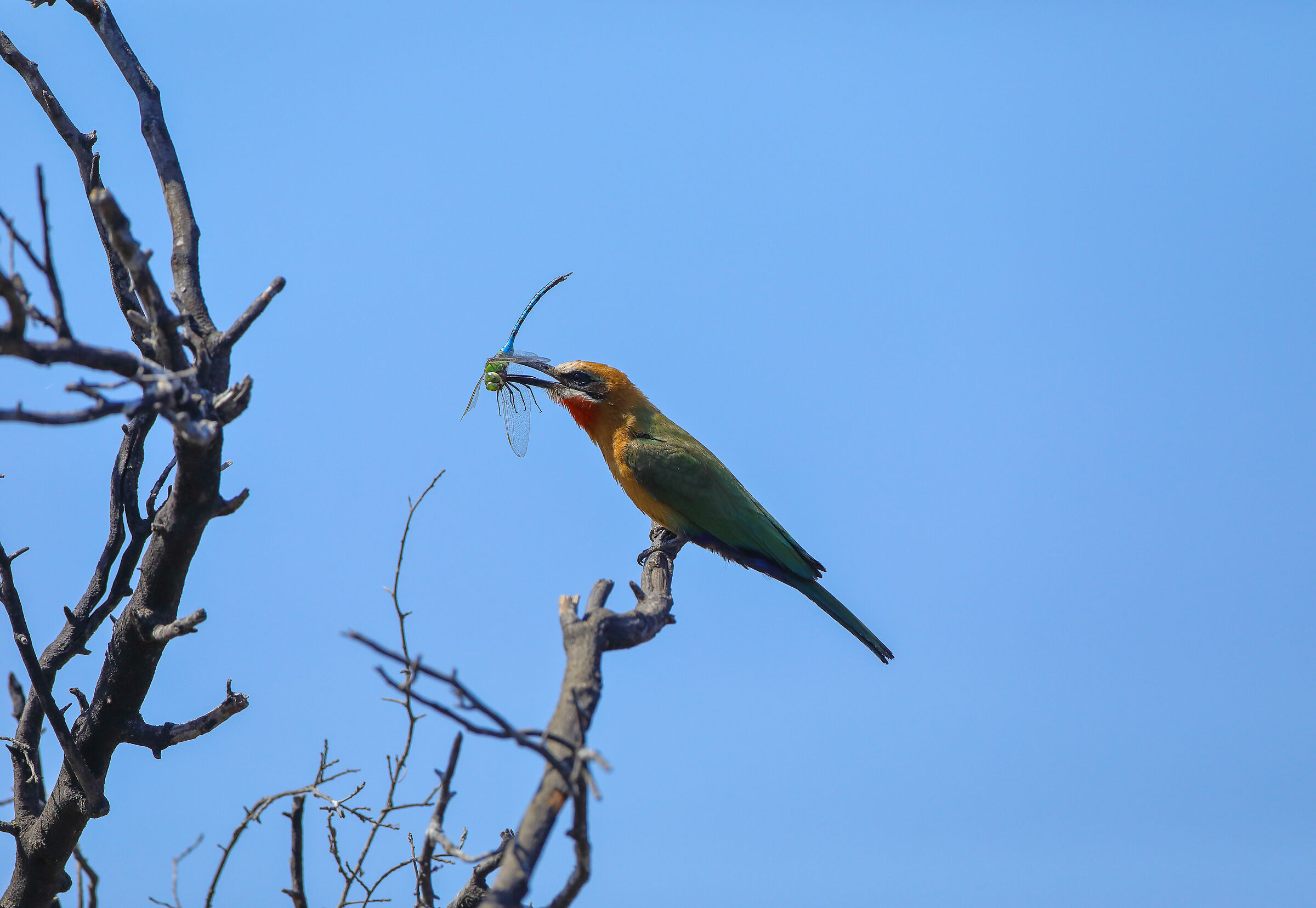 Bee-eater