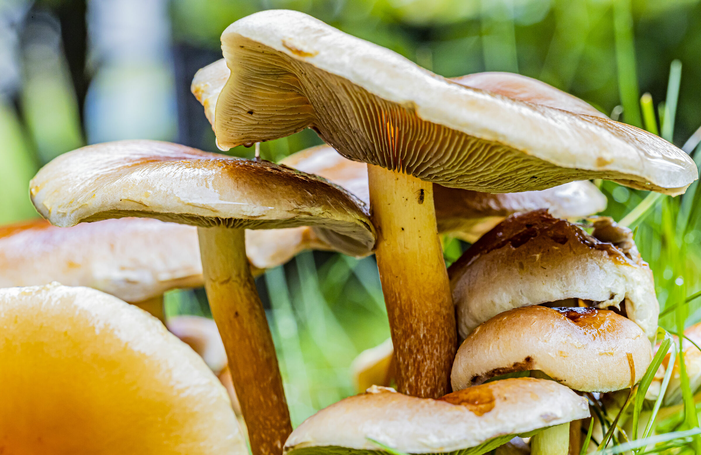 Mushrooms in the family