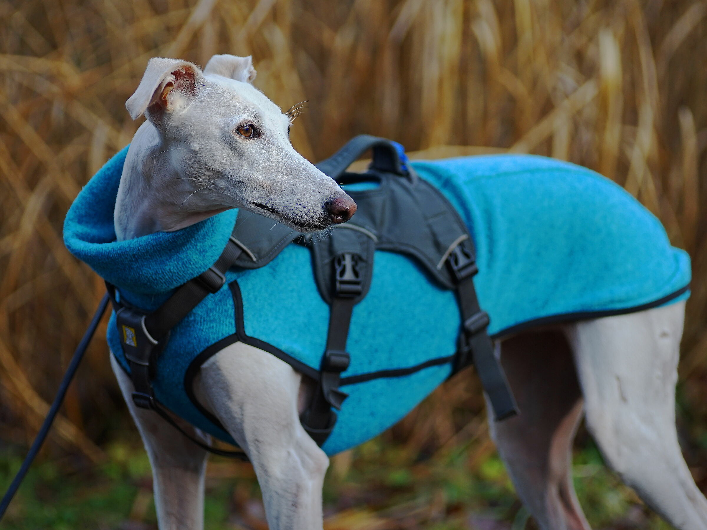 Passeggiata nella foresta