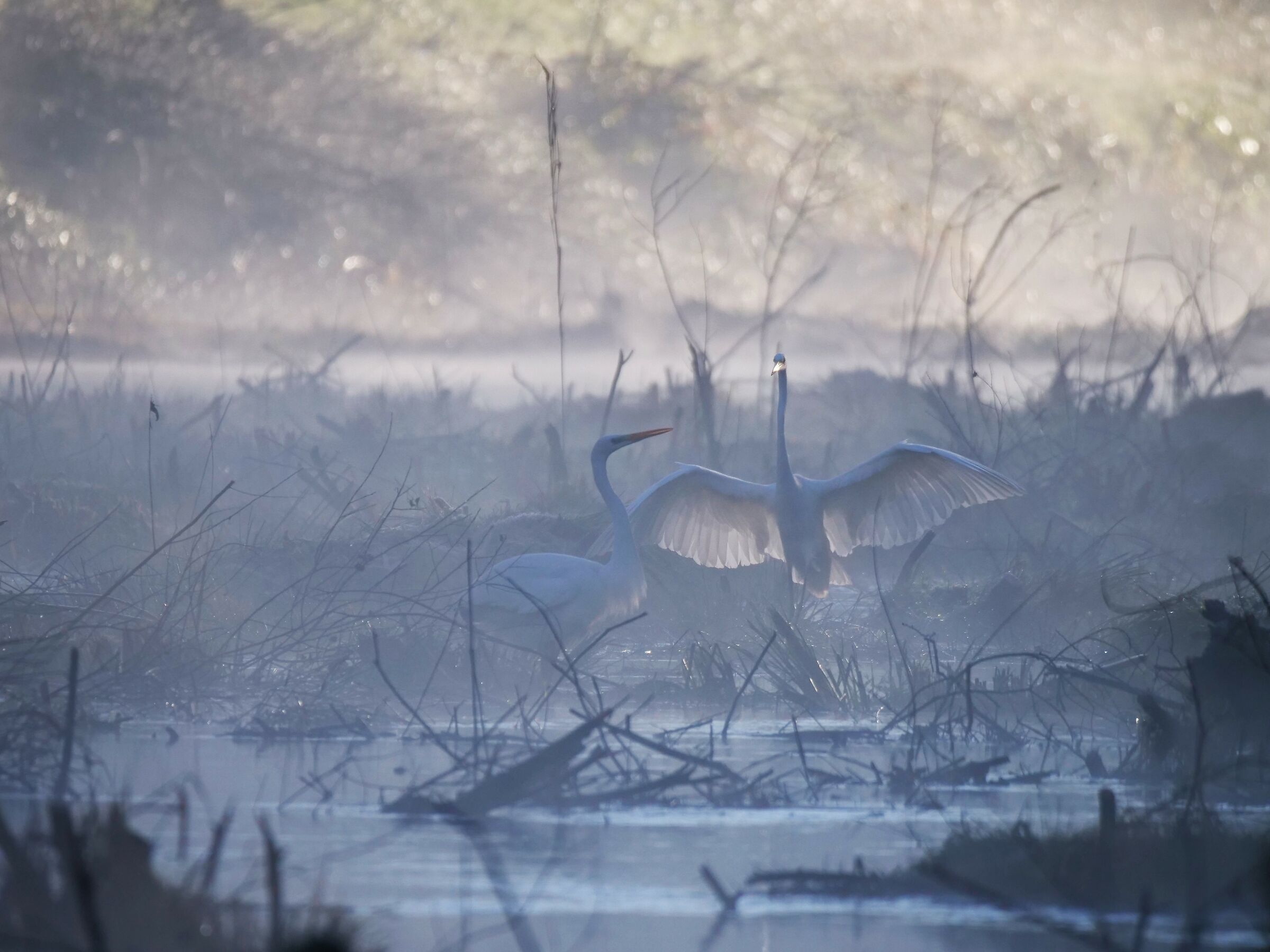 Aironi (Casmerodius alba)