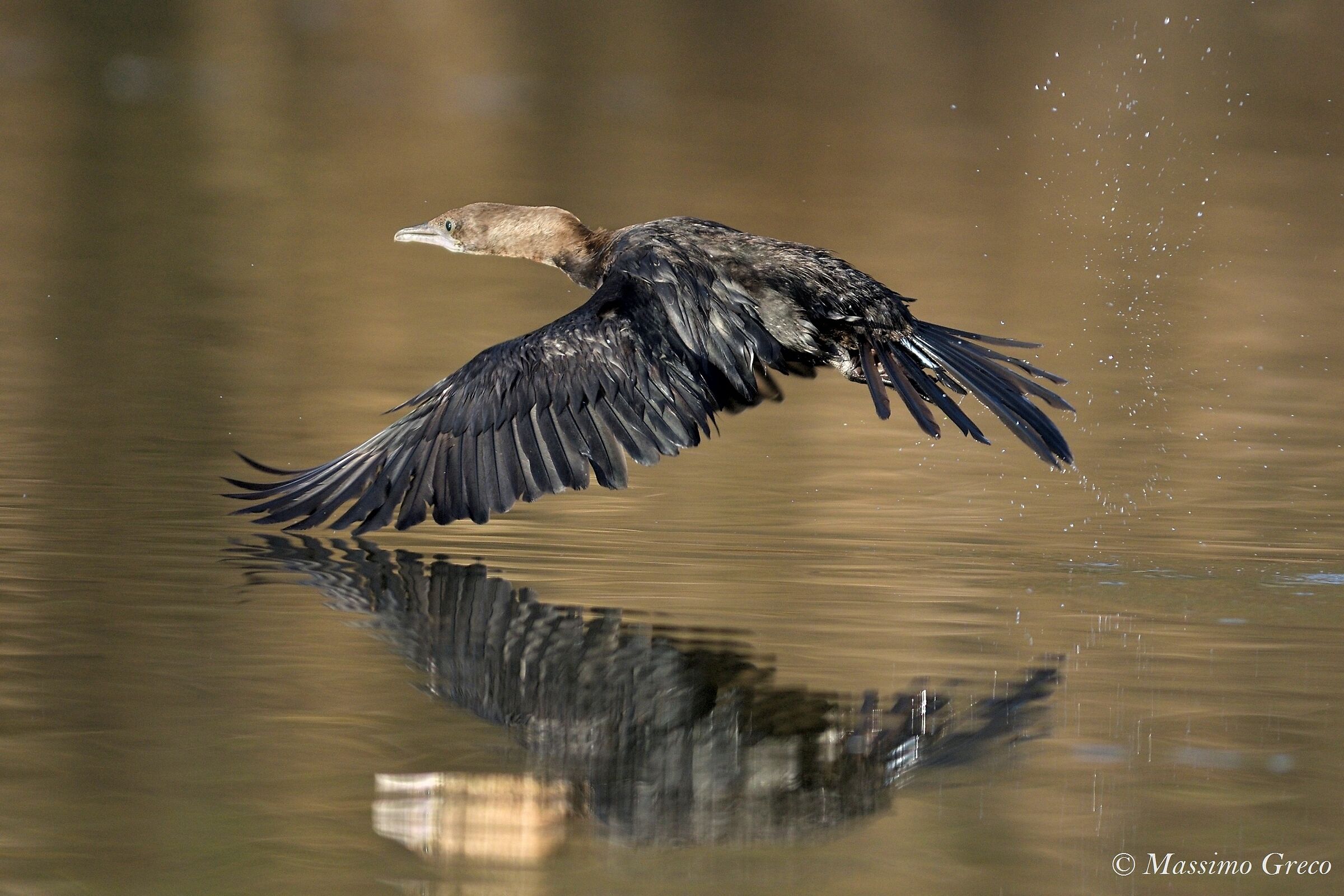 Marangone minore (Microcarbo pygmeus)