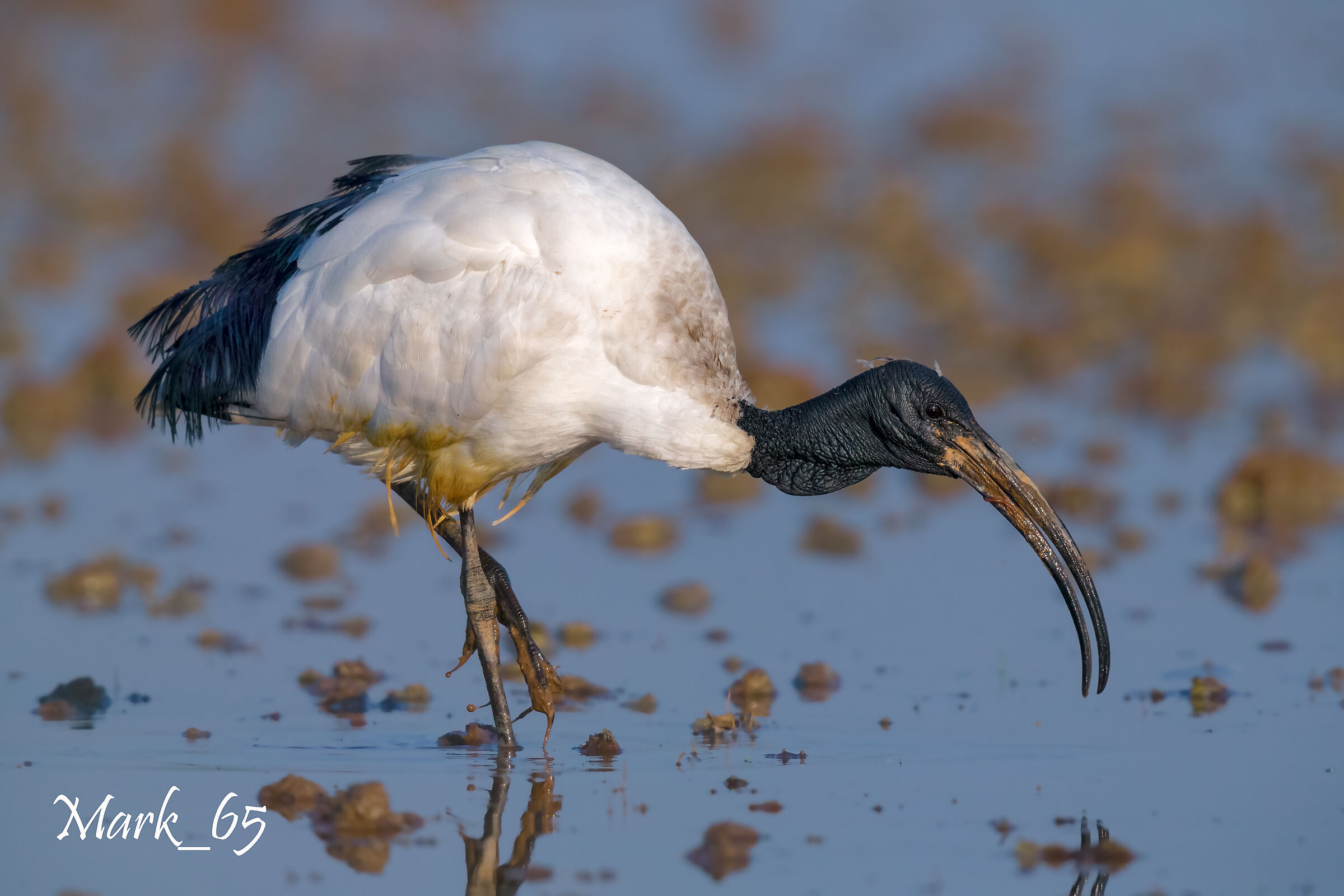 sacred ibis