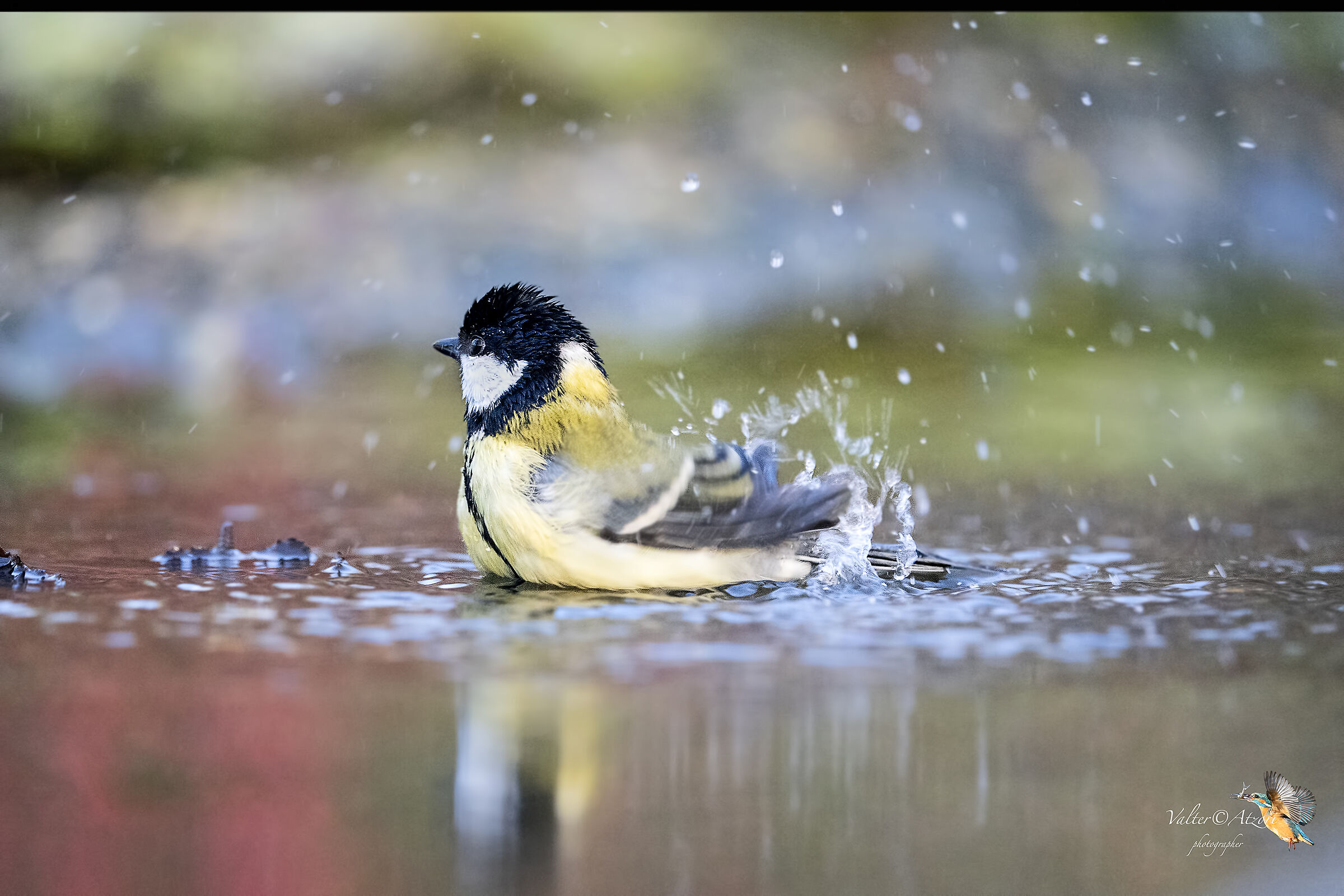 Cinciallegra al bagno