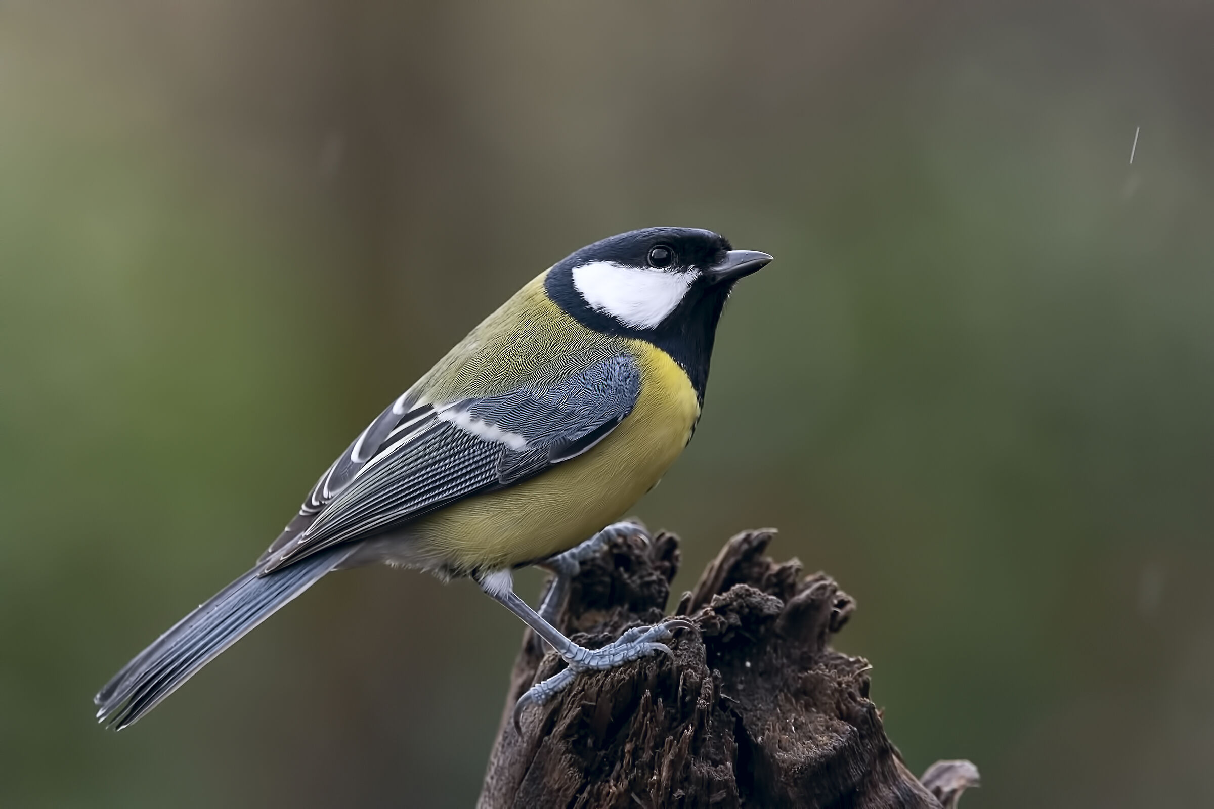 Parus Major (rainy day)