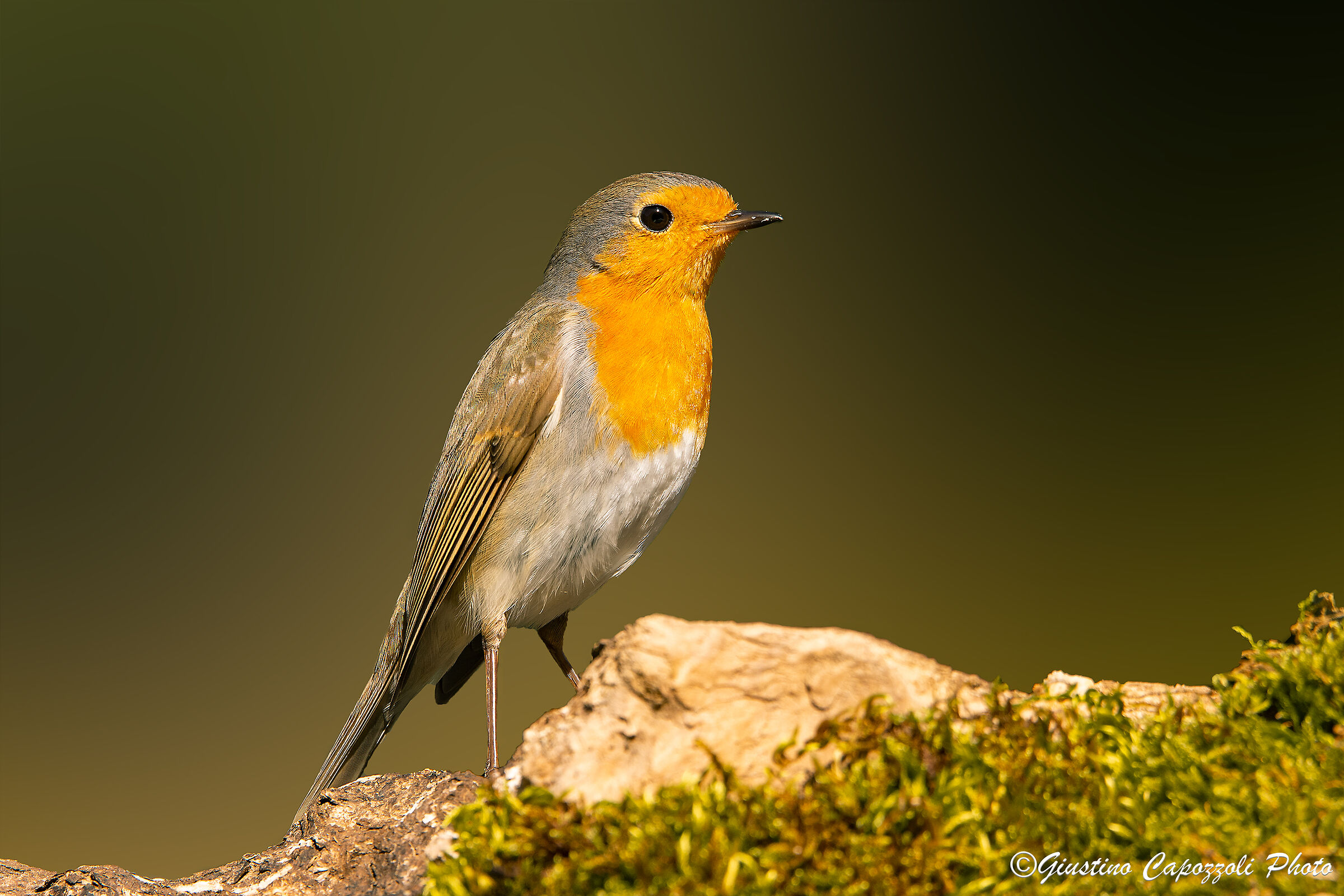 Robin