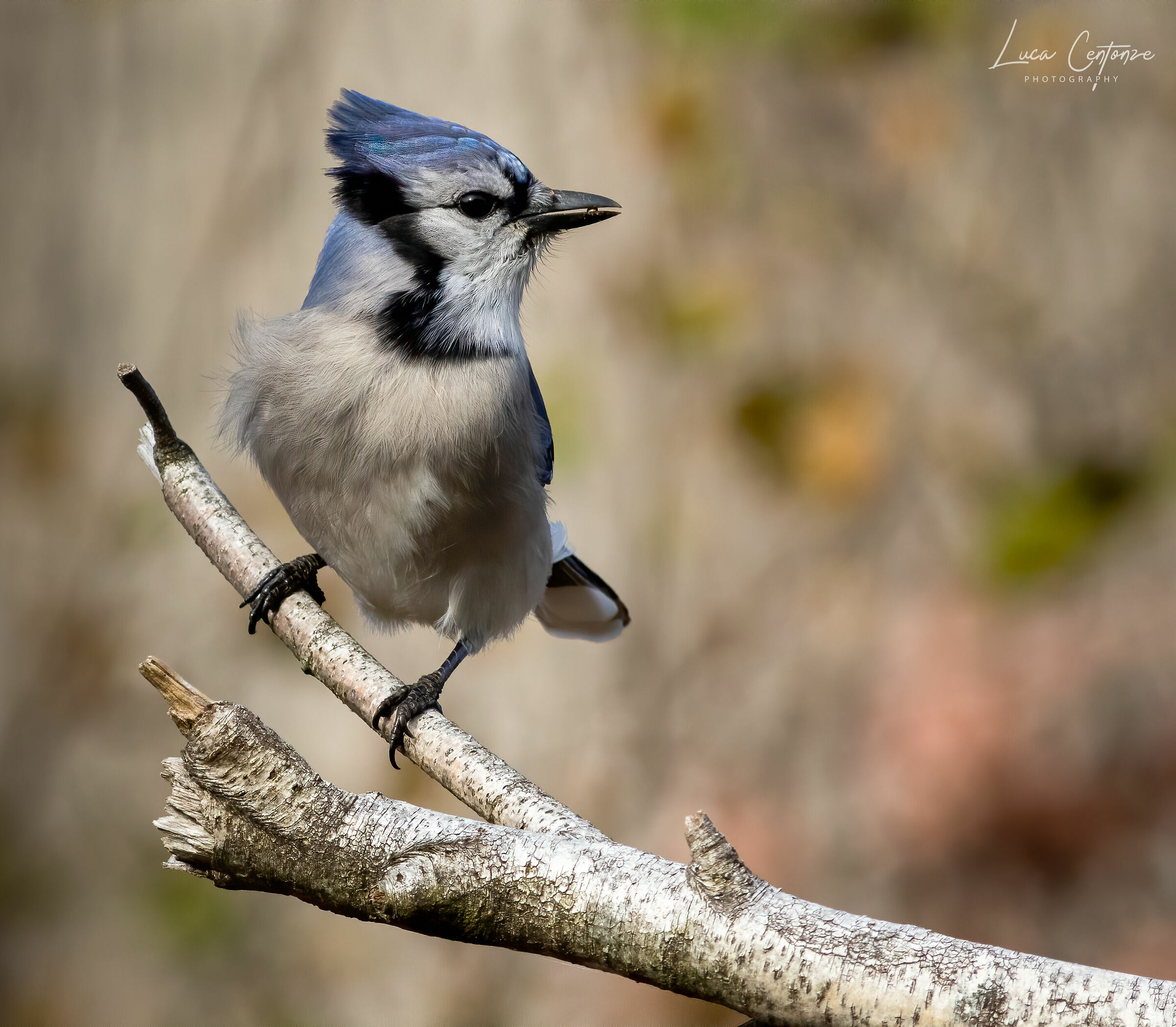 Blue Jay (backyard collection)