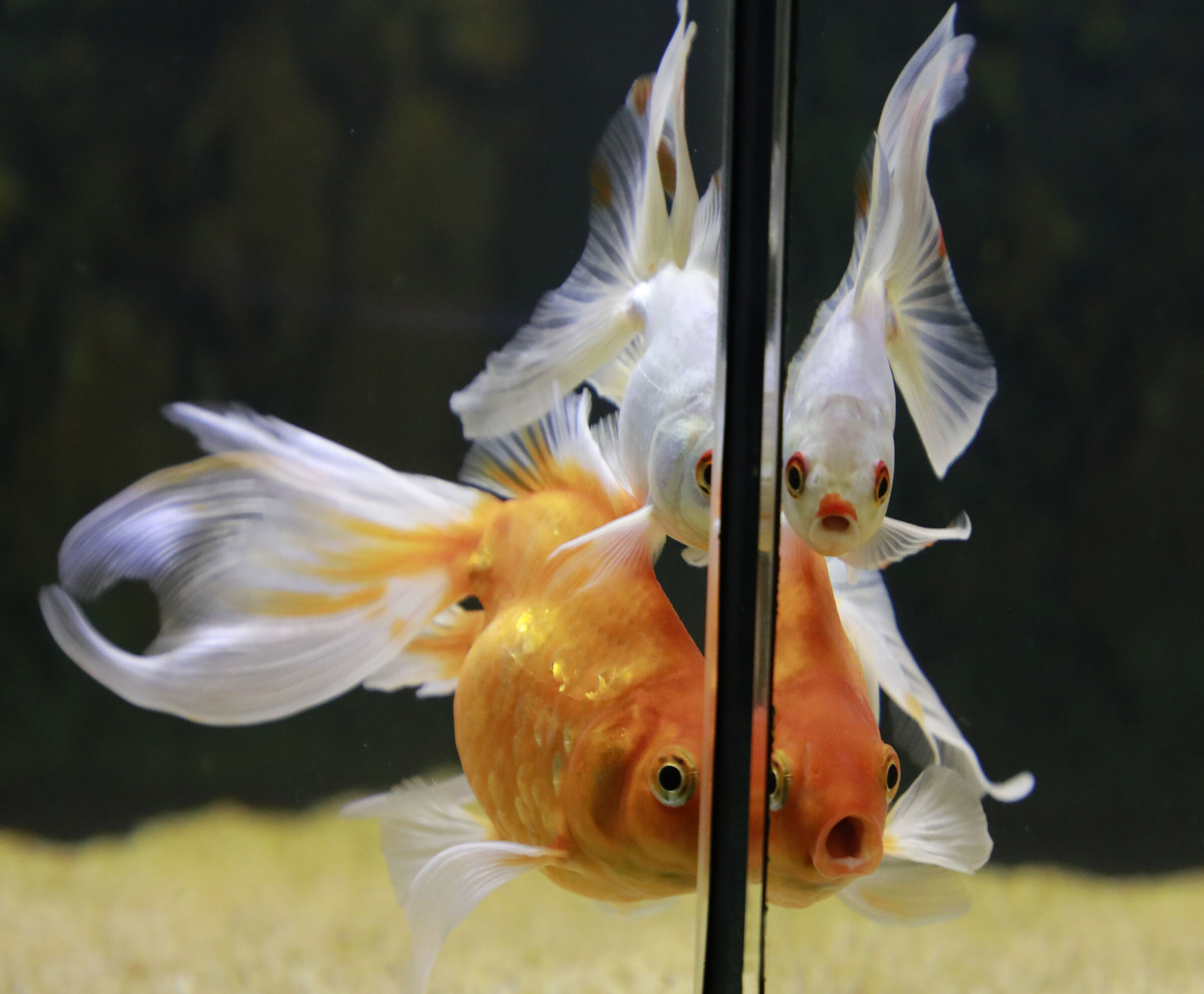 l'angolo dell'acquario 3