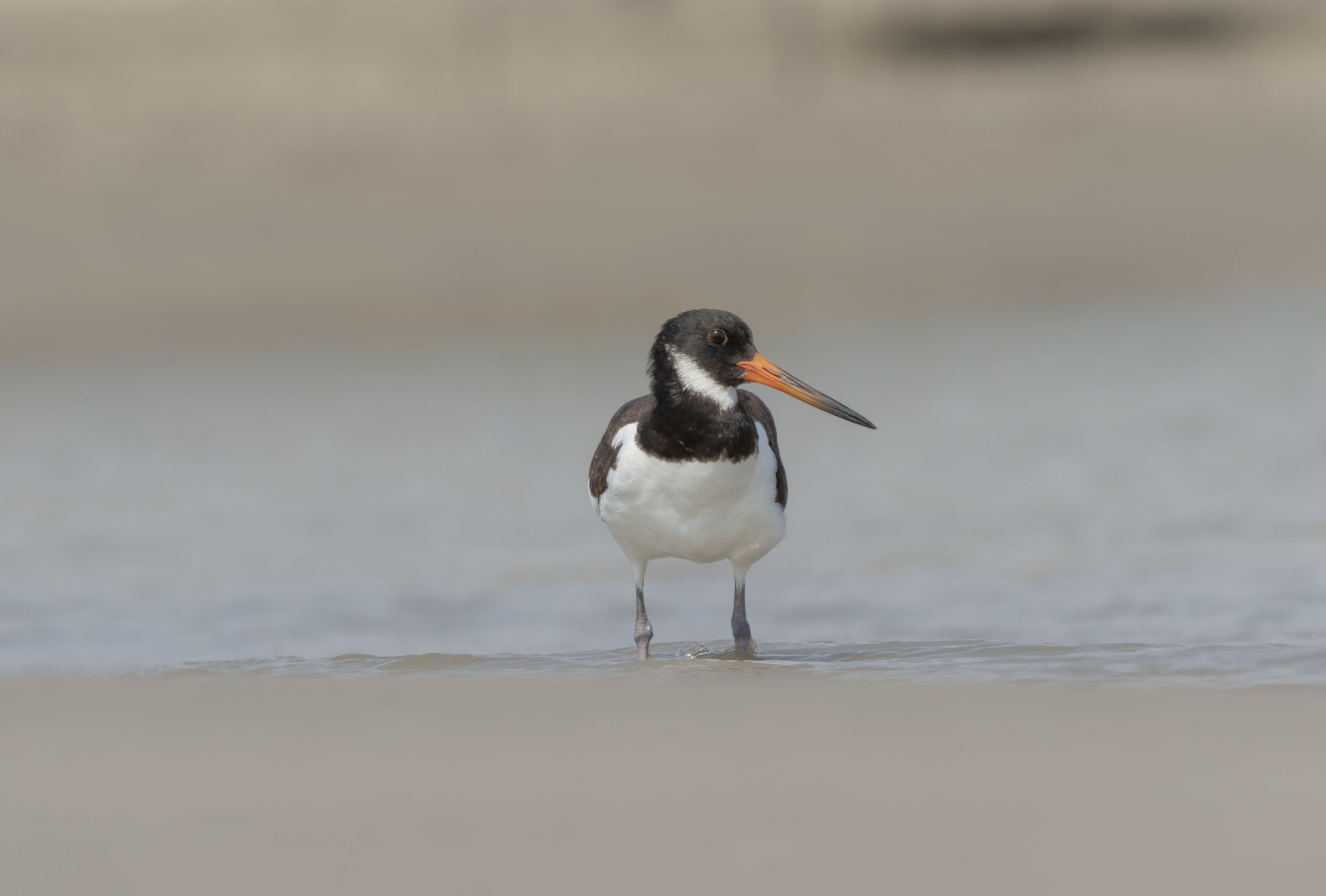 The Sea Woodcock (Haematopus ostralegus Linnaeus, 1