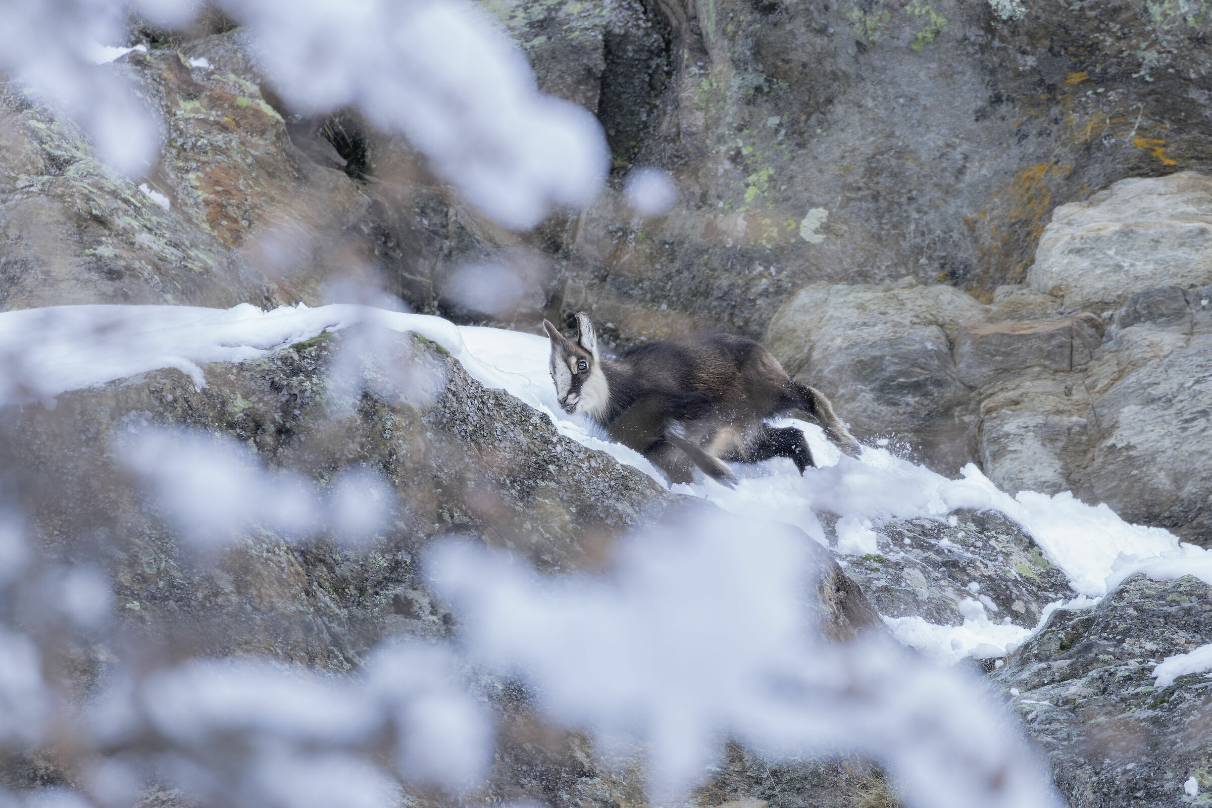 Small climbers grow up