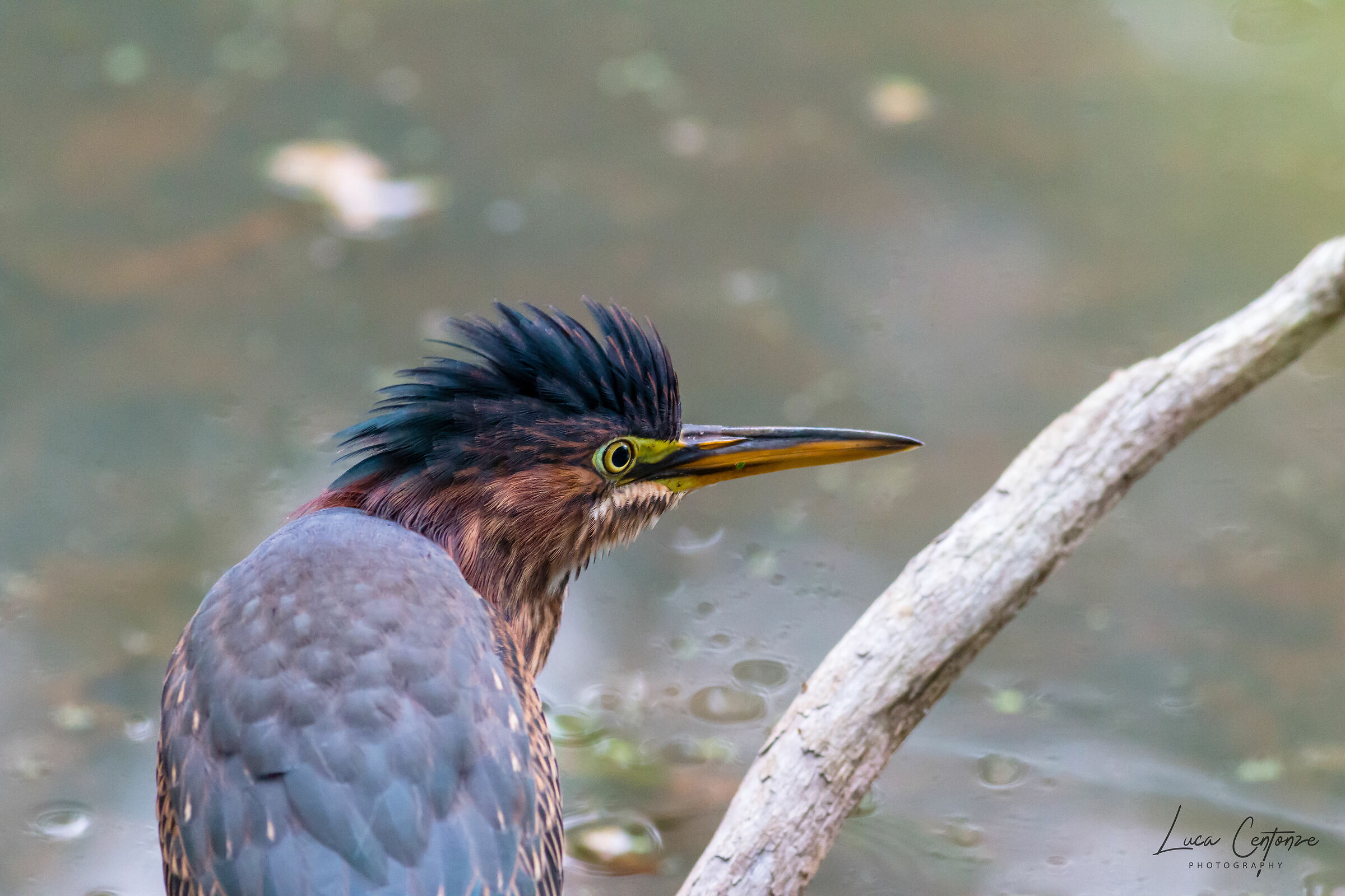 Green Heron (Butorides virescens)