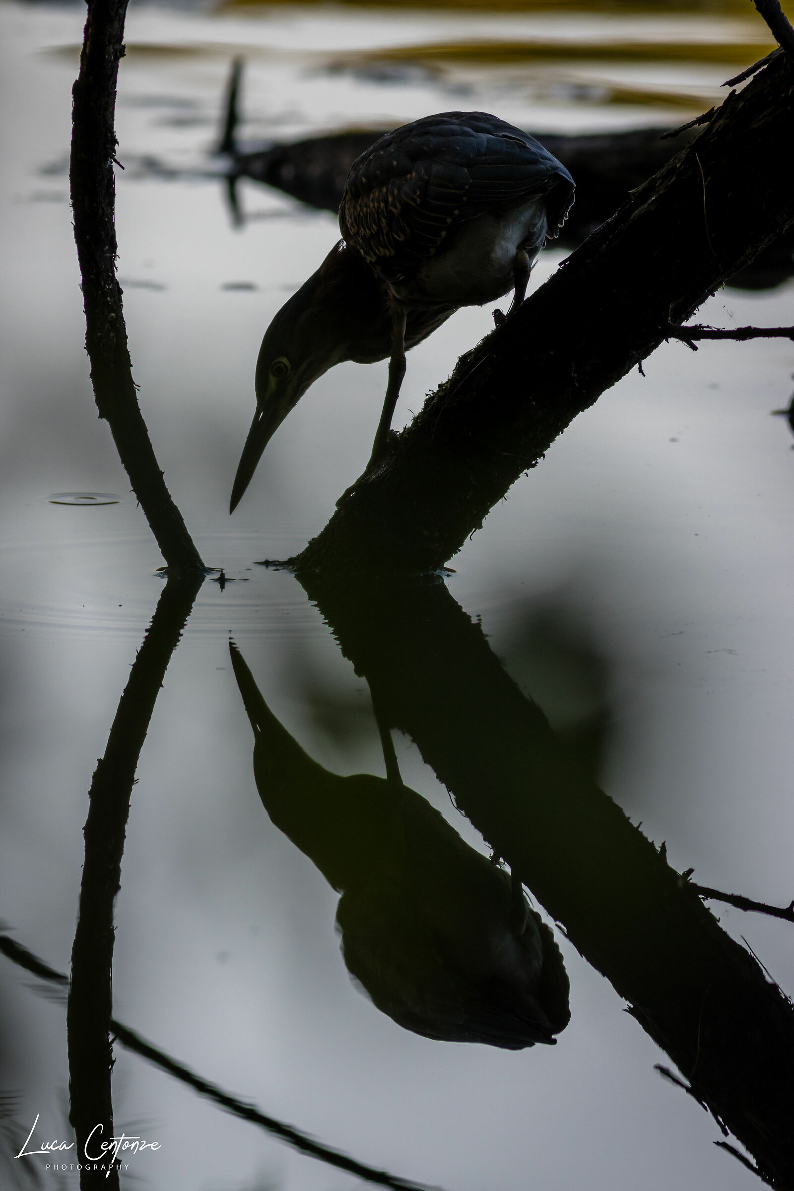 Green Heron (Butorides virescens) at sunset