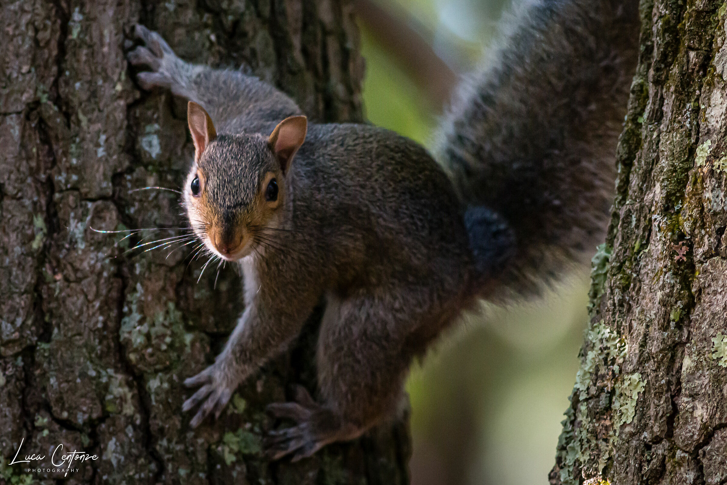 Eastern Gray Squirrel (Sciurus carolinensis)