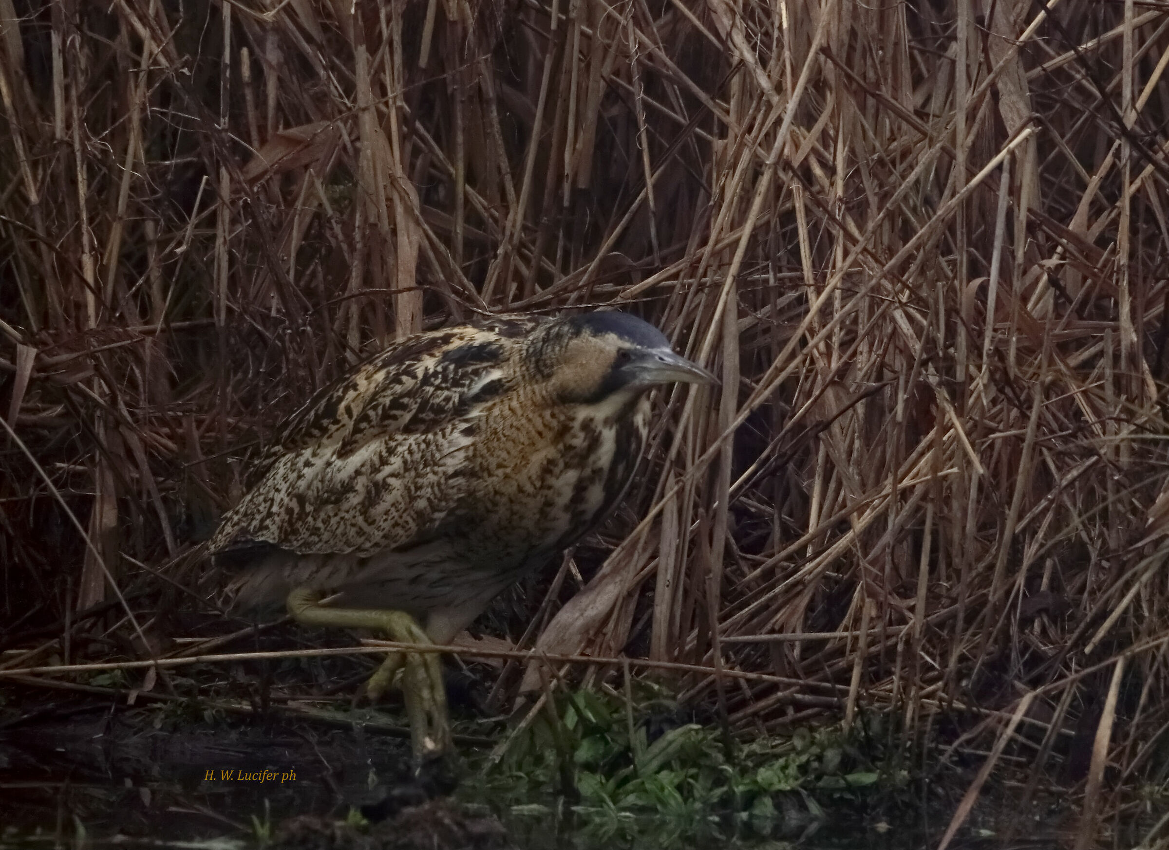 In cerca di pappa...