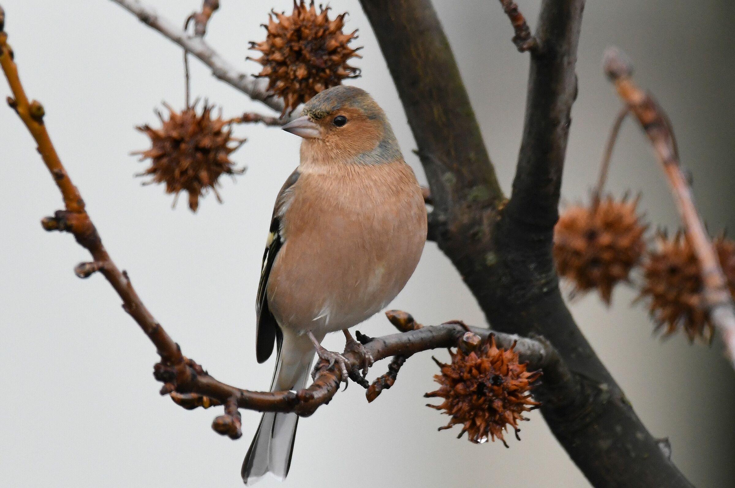 Chaffinch