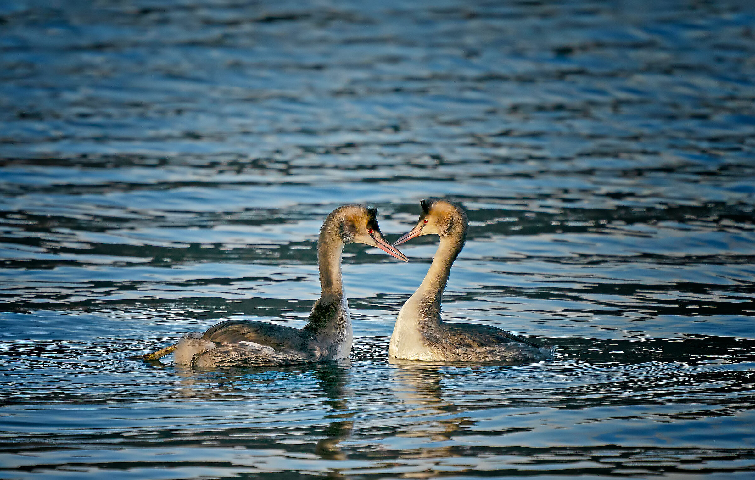 Major Vase (Podiceps cristatus)- Winter livrea
