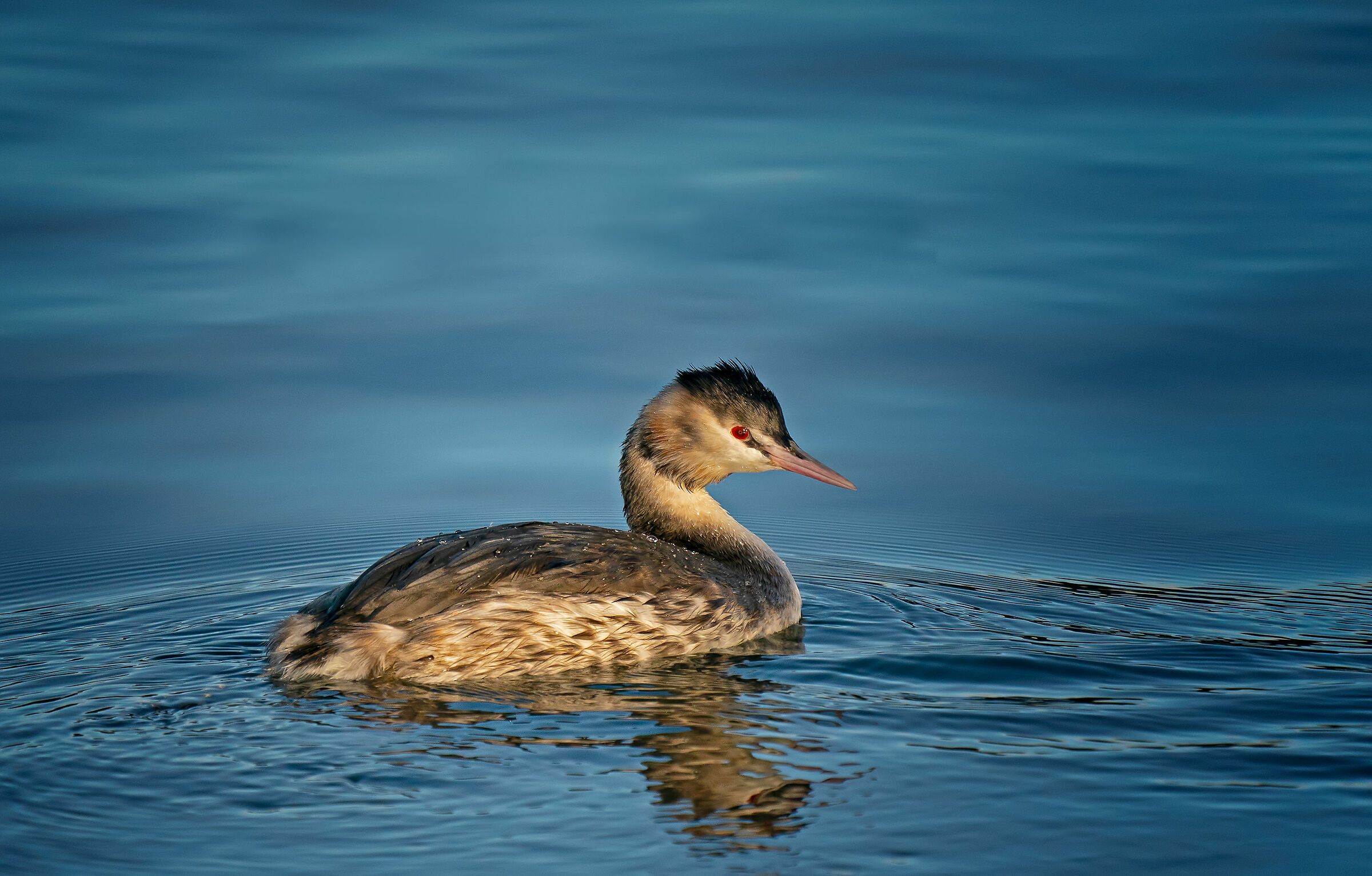 Svasso maggiore (Podiceps cristatus)- Livrea invernale
