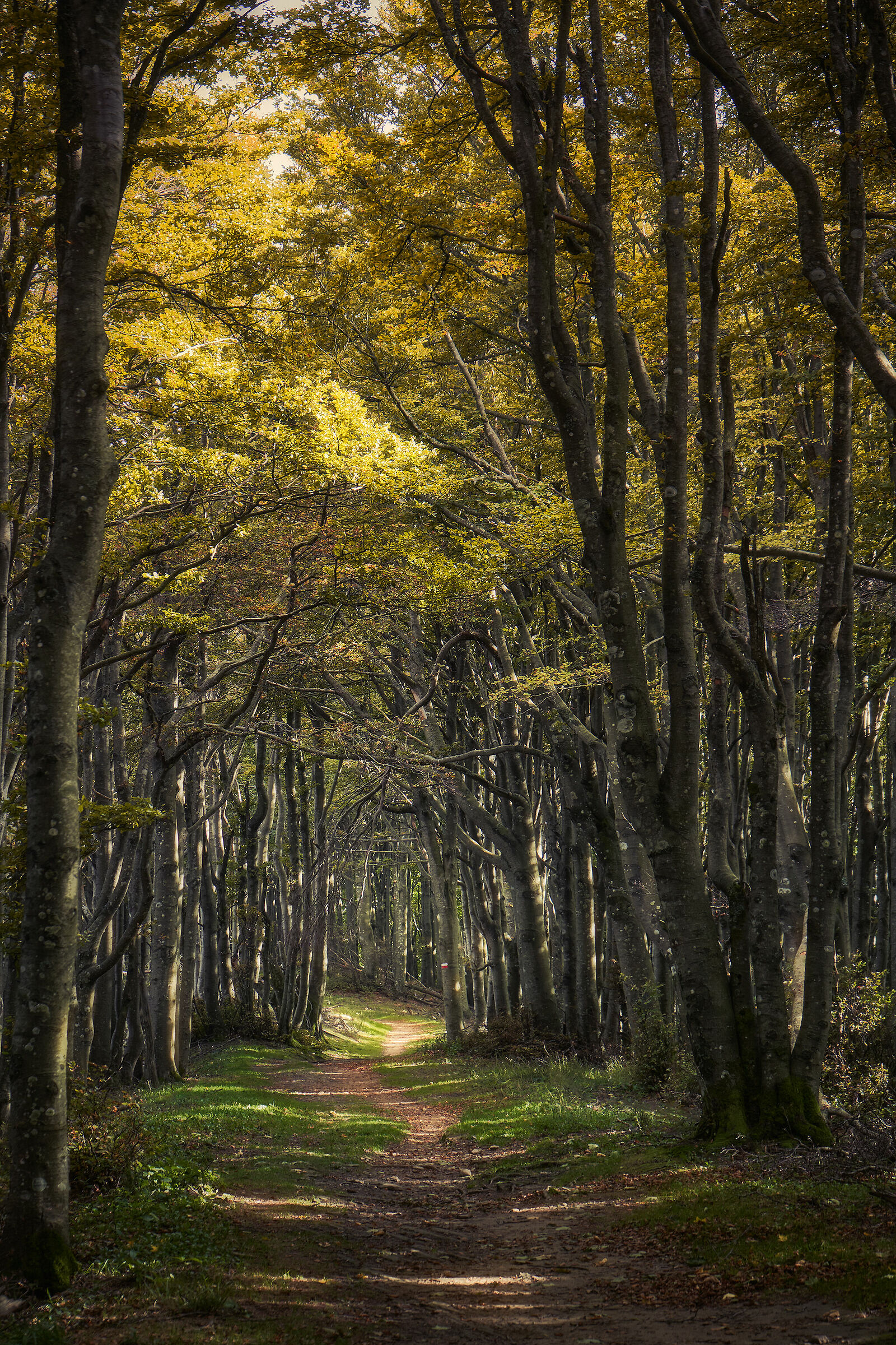Passo della Calla - Camaldoli