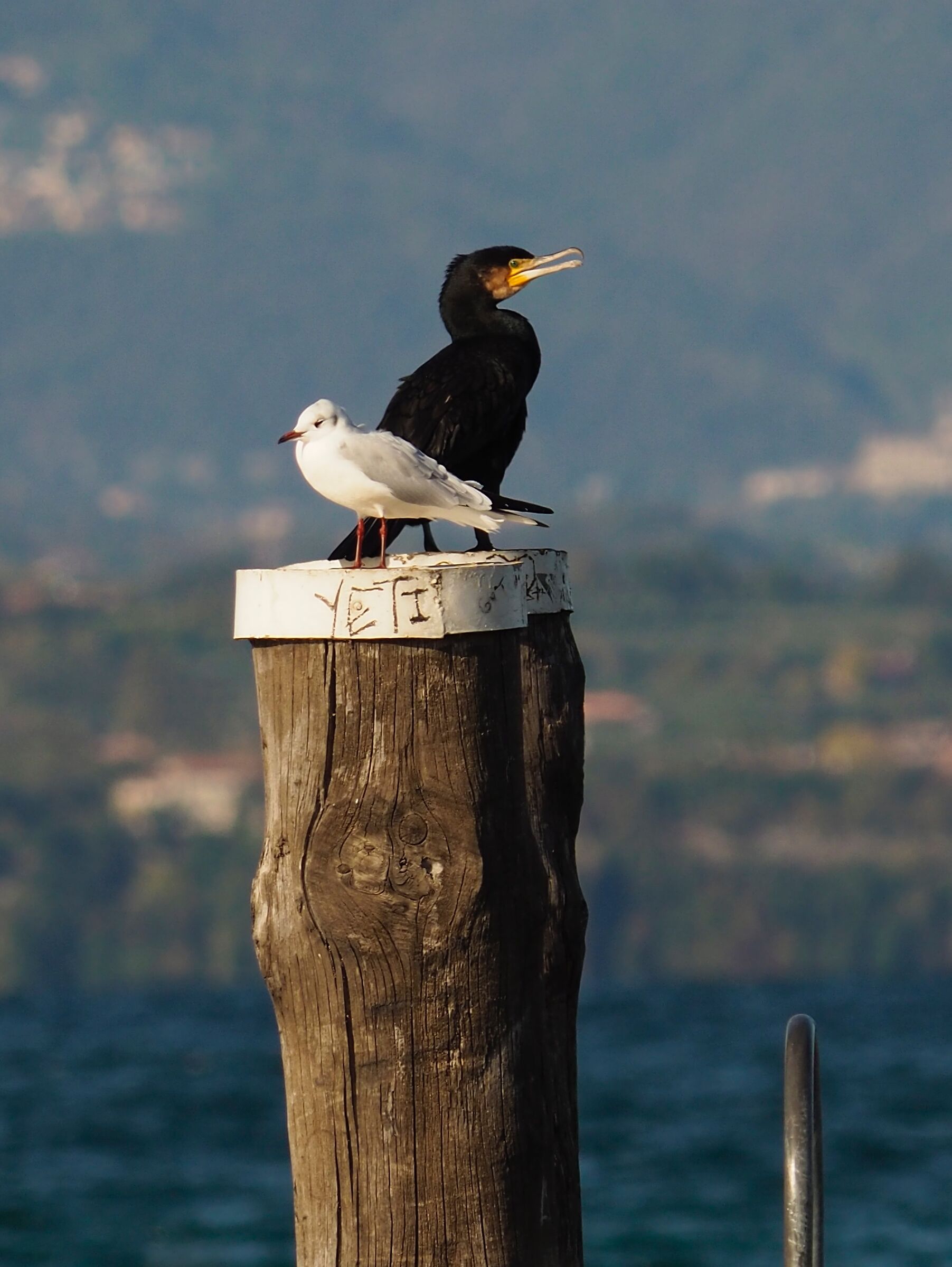 The two guardians...