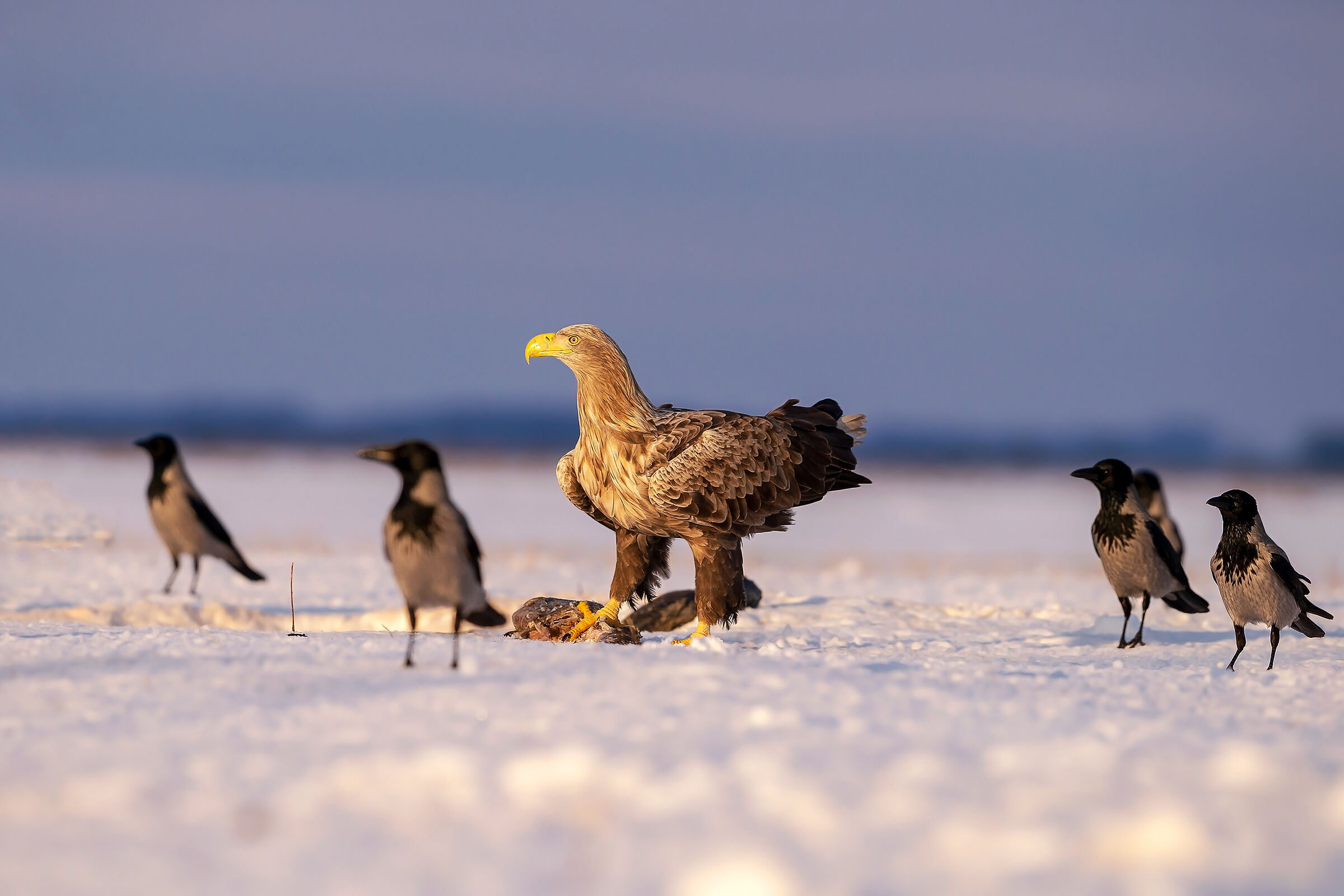 Folgorati dalla luce