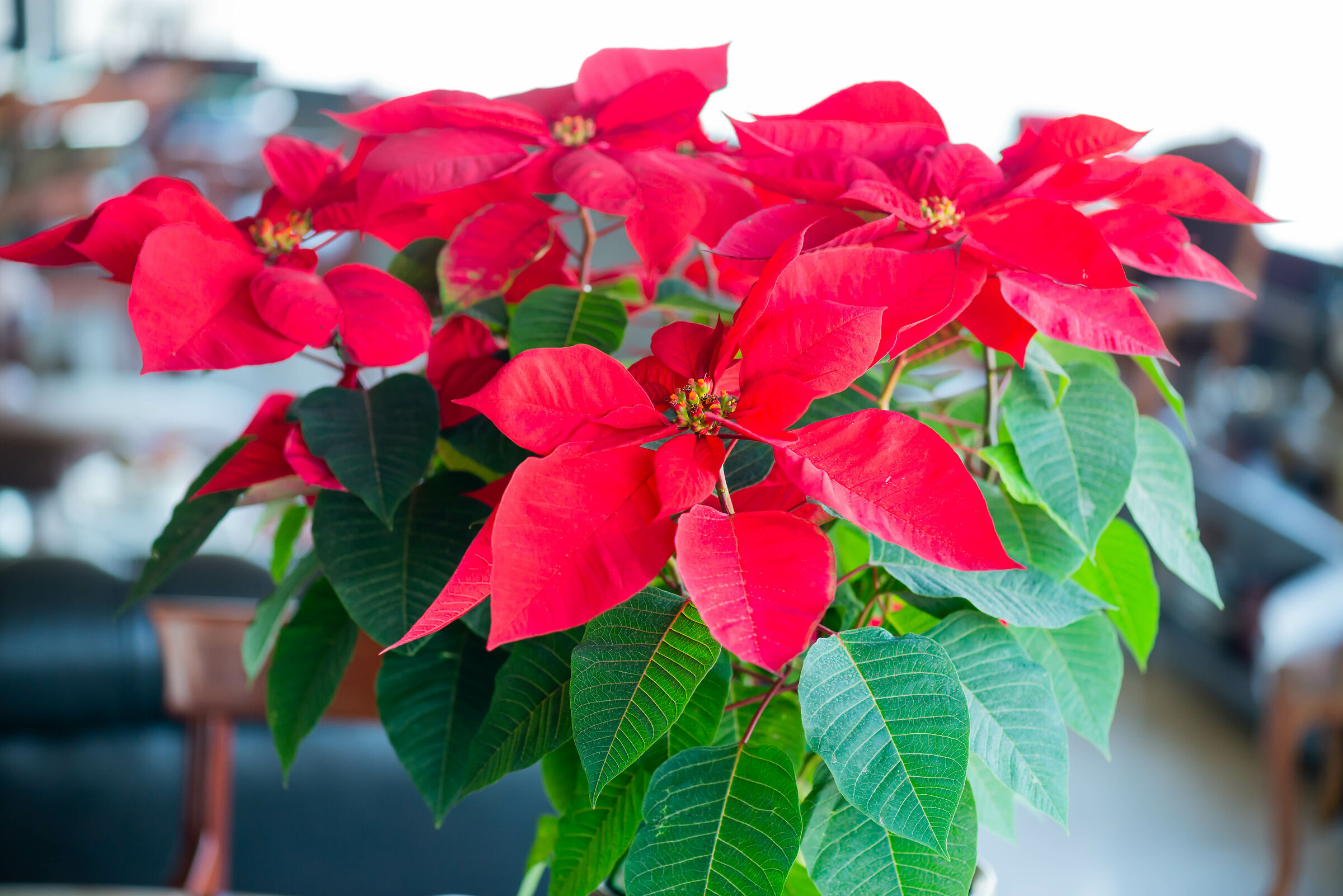 Merry Christmass and a Very Happy New Year