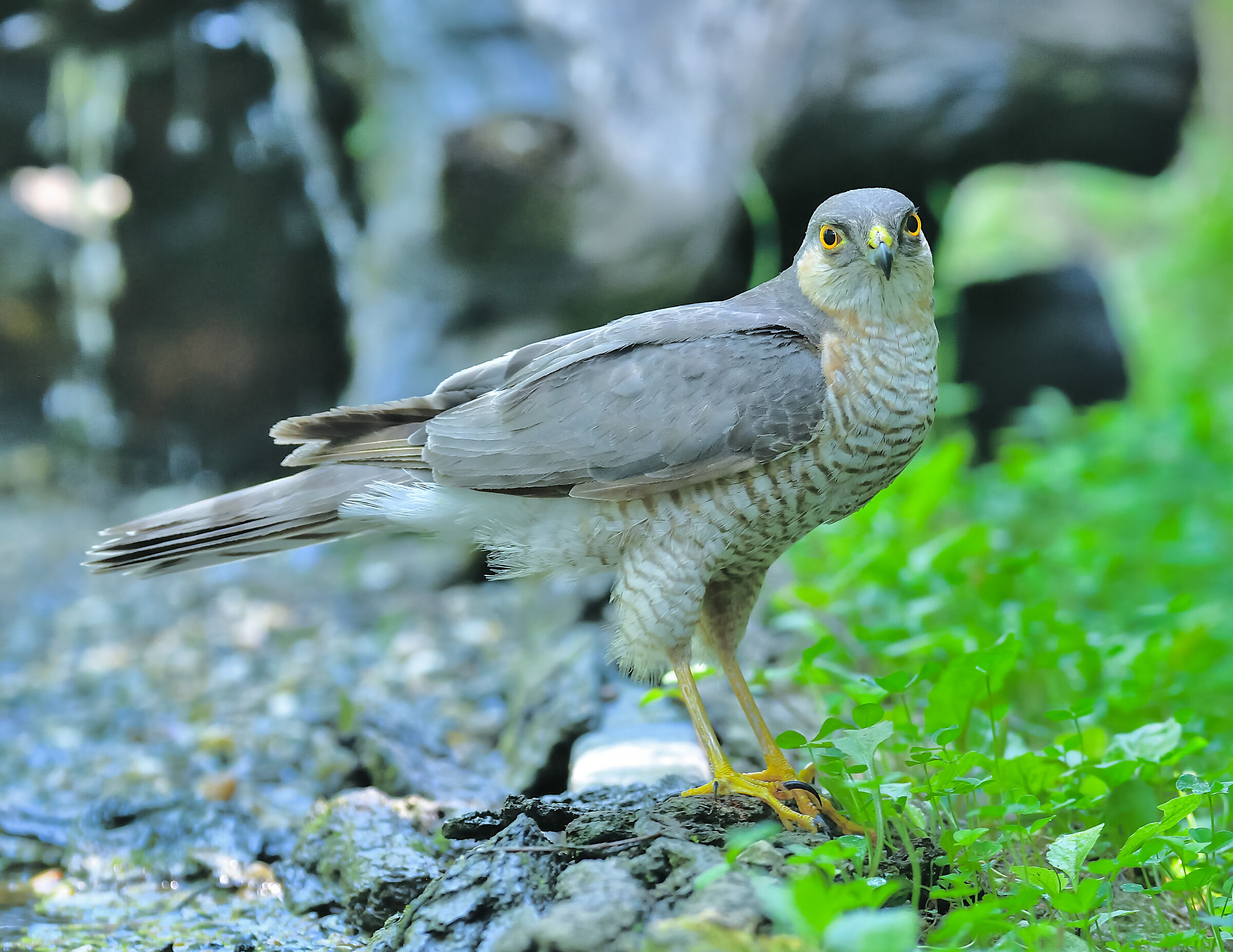 sparrowhawk
