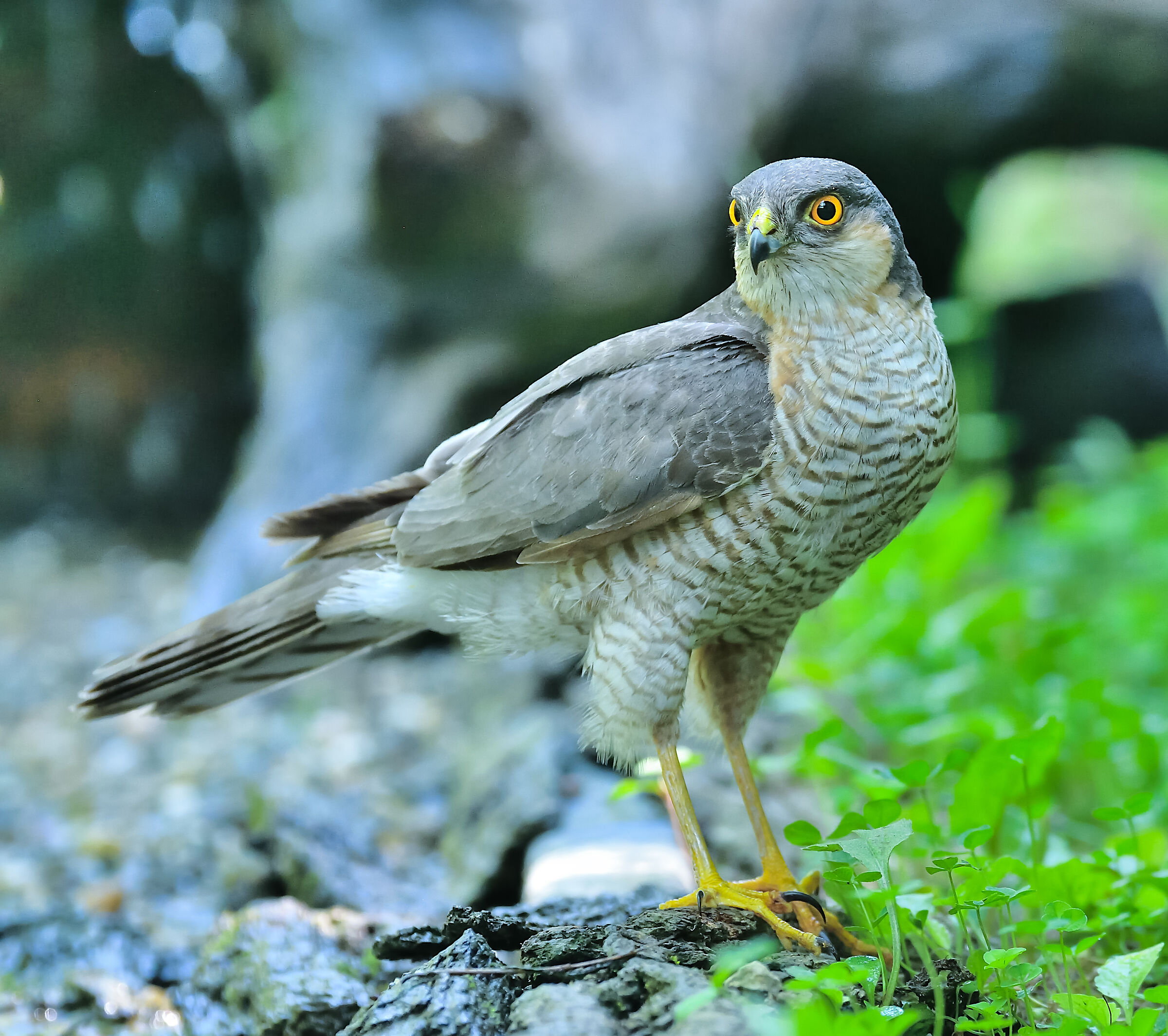 sparrowhawk