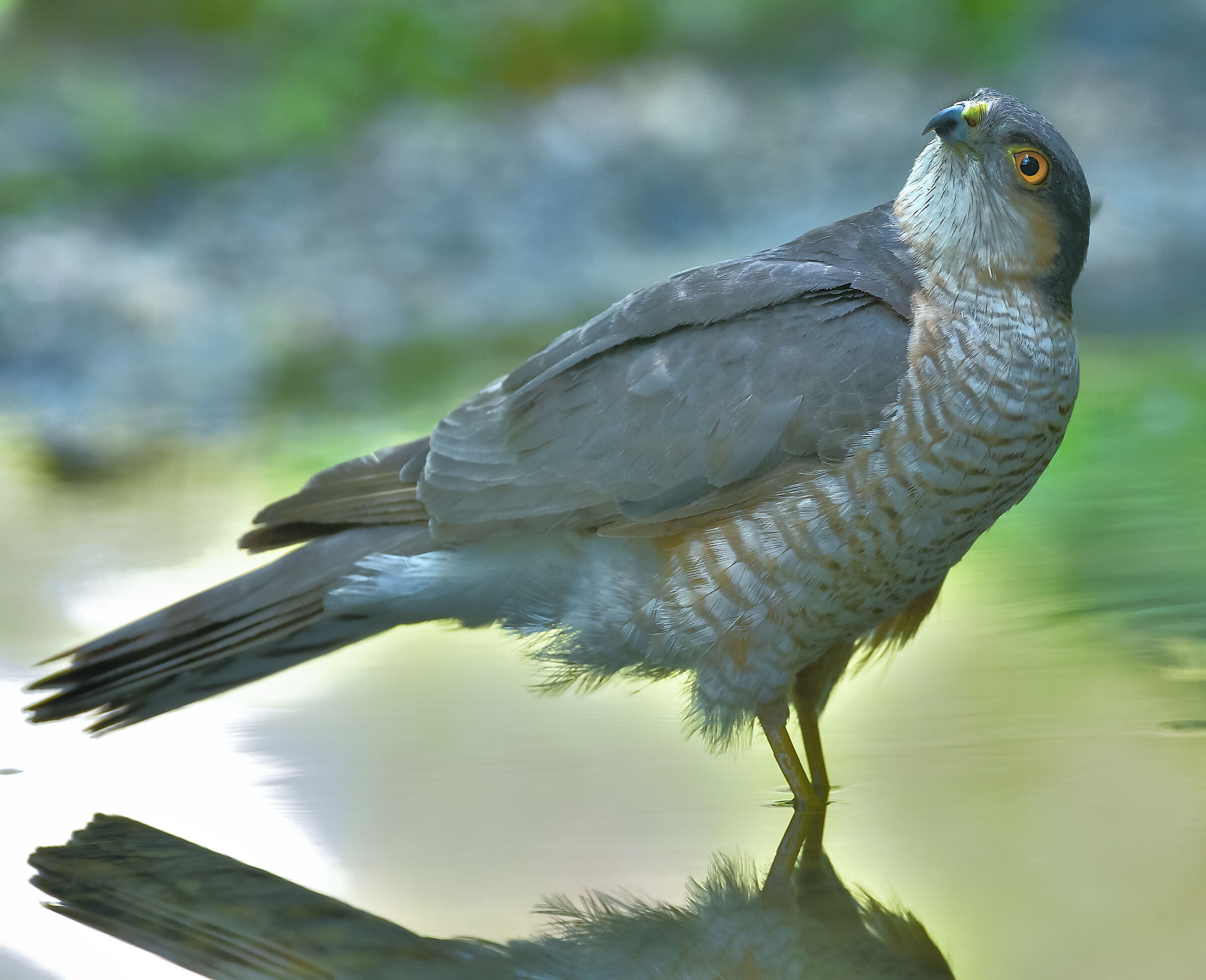 sparrowhawk