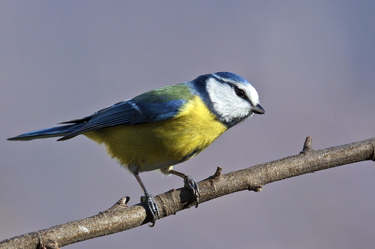 The Blue Tit