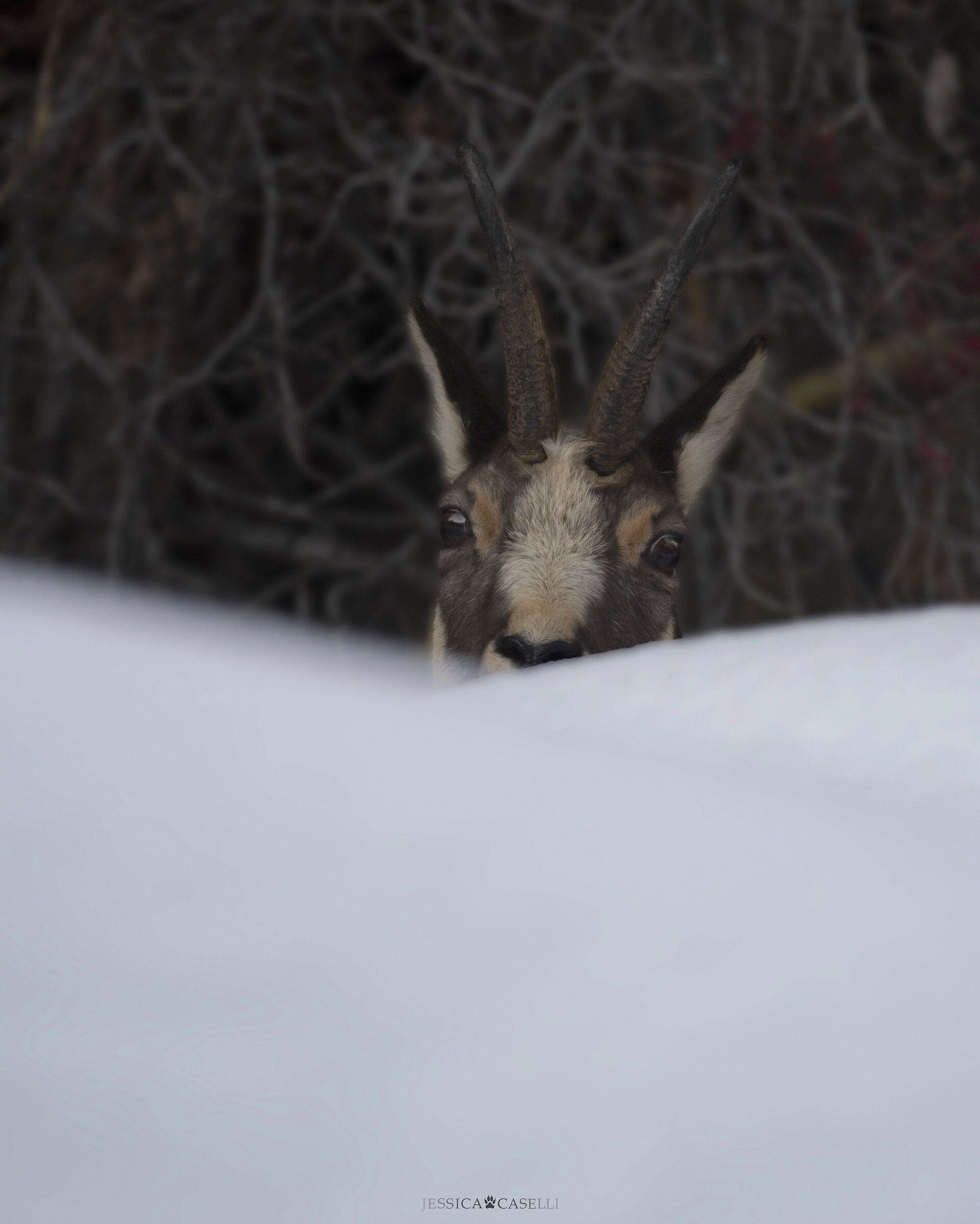 “At the last light of the day”
