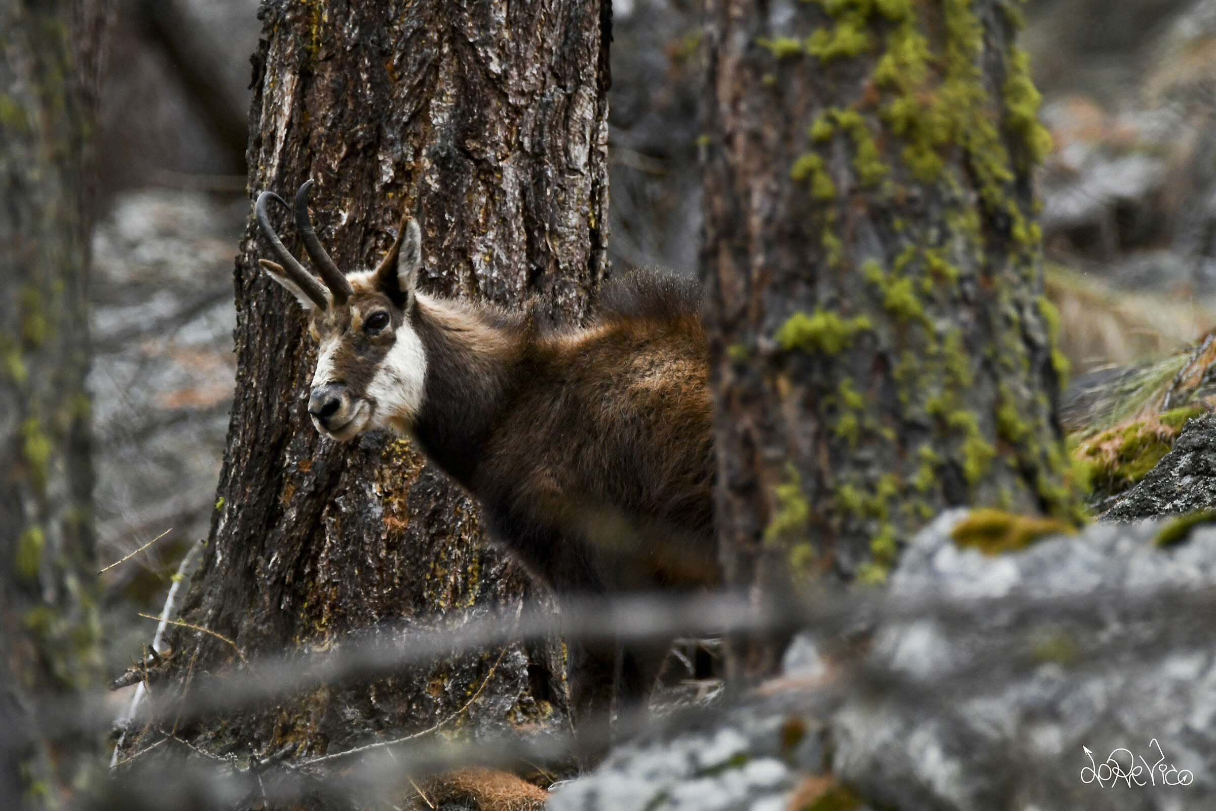 Giochiamo a Nascondino