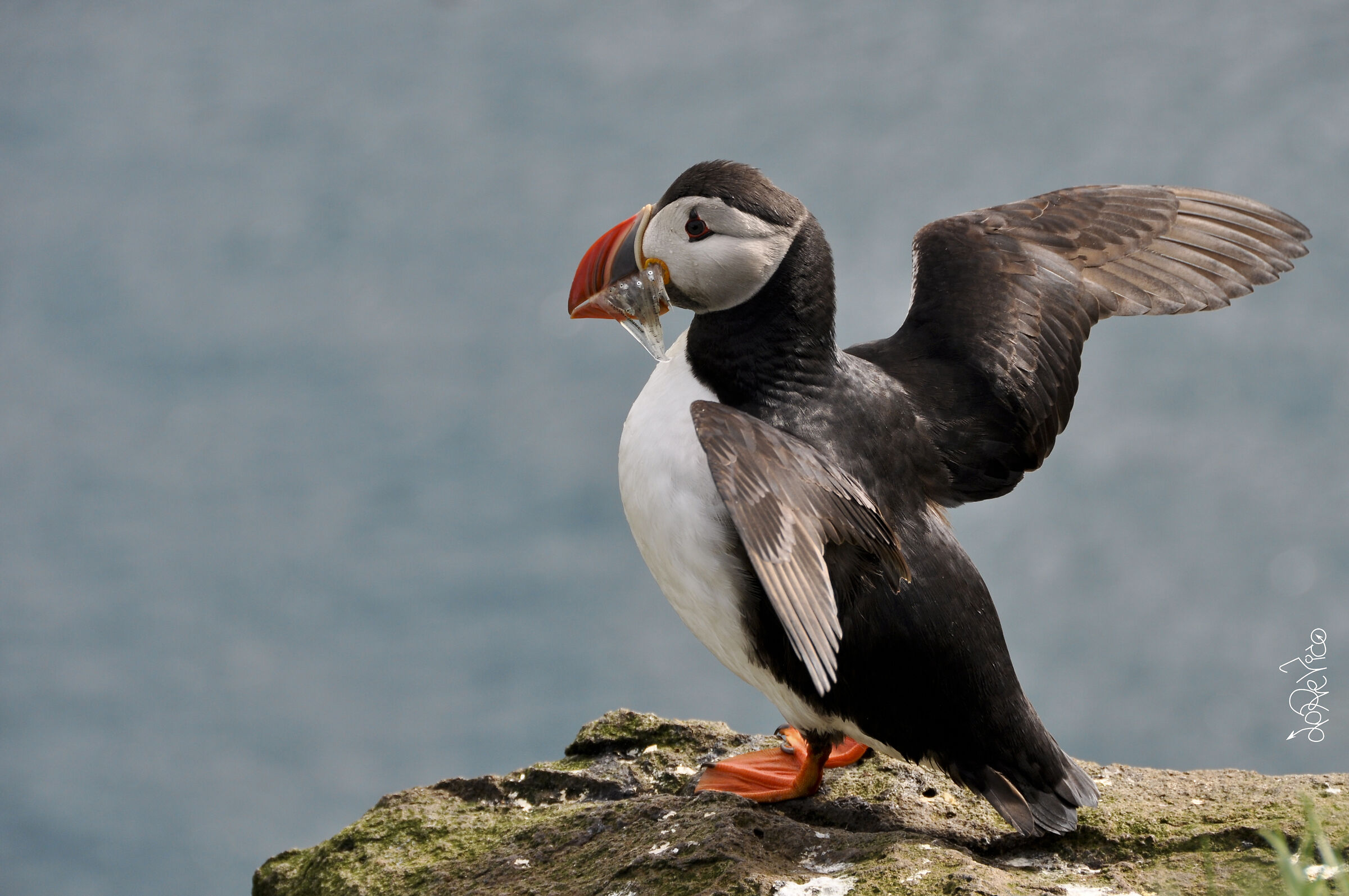 A pesca con Pulcinella