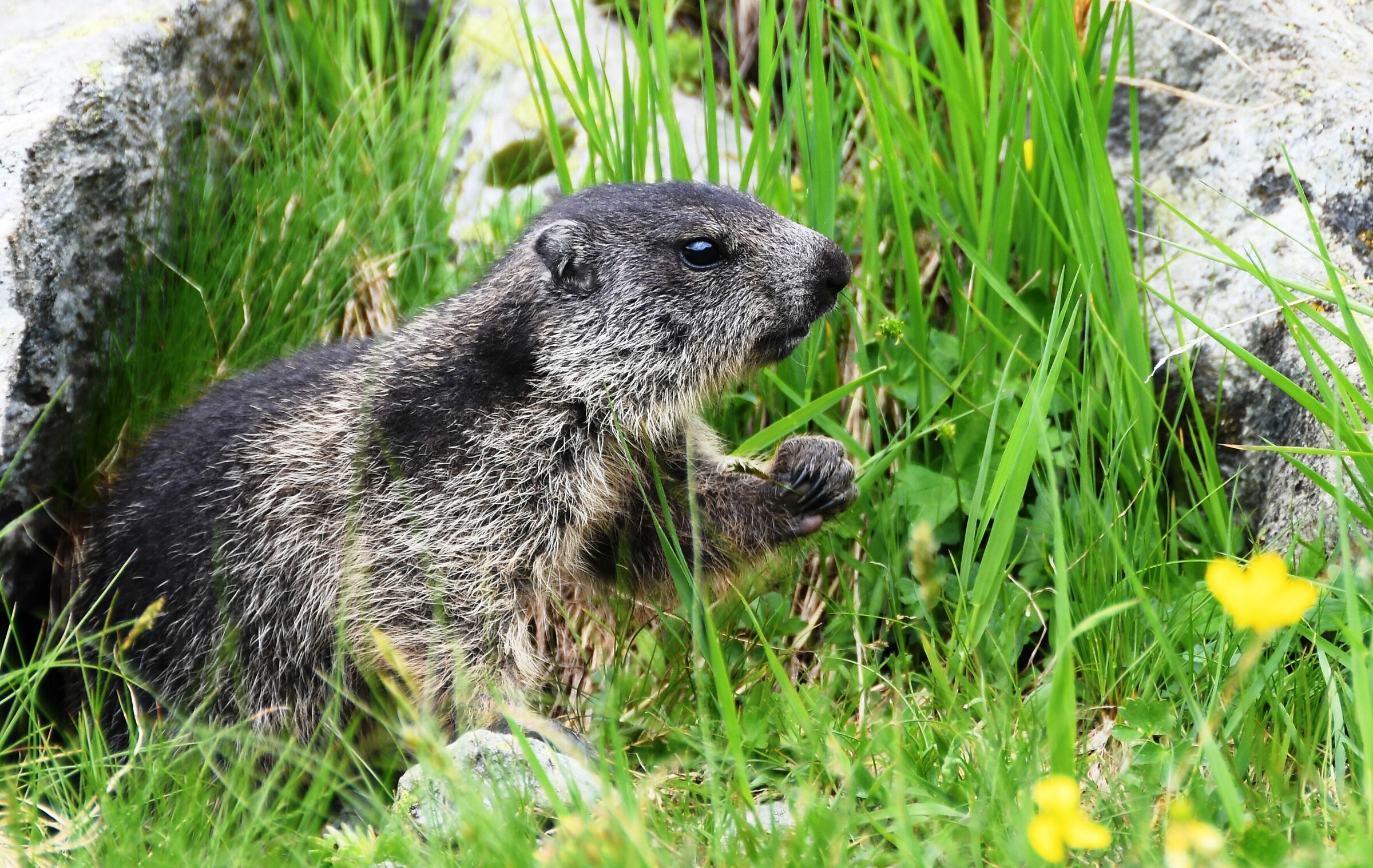 La marmotta che punta