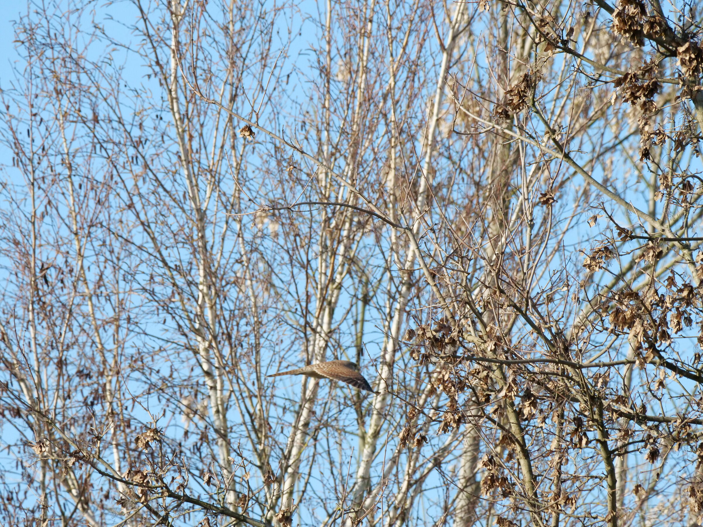 kestrel between the branches