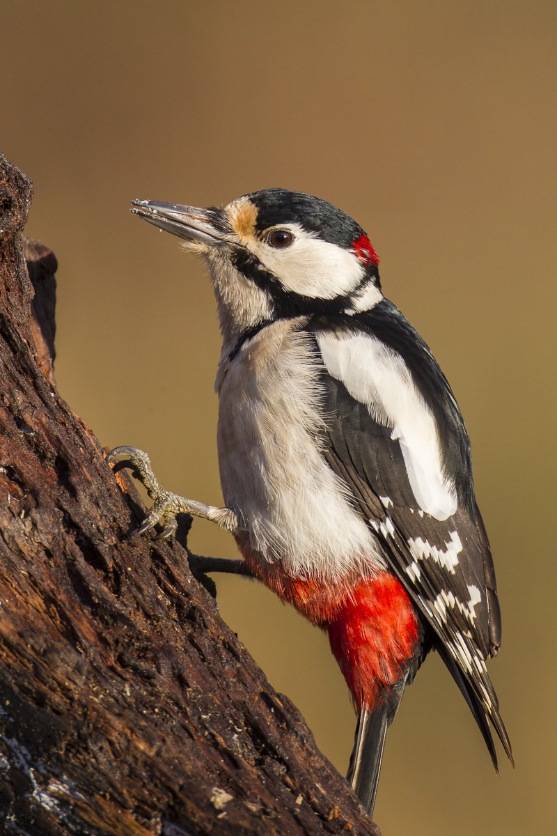 Rosso Maggiore all'alba MKI